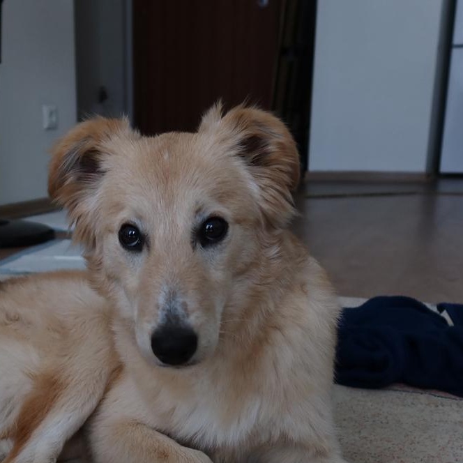 Enlarge Puffy, an adoptable mixed breed in Scarborough, ON image 3/5
