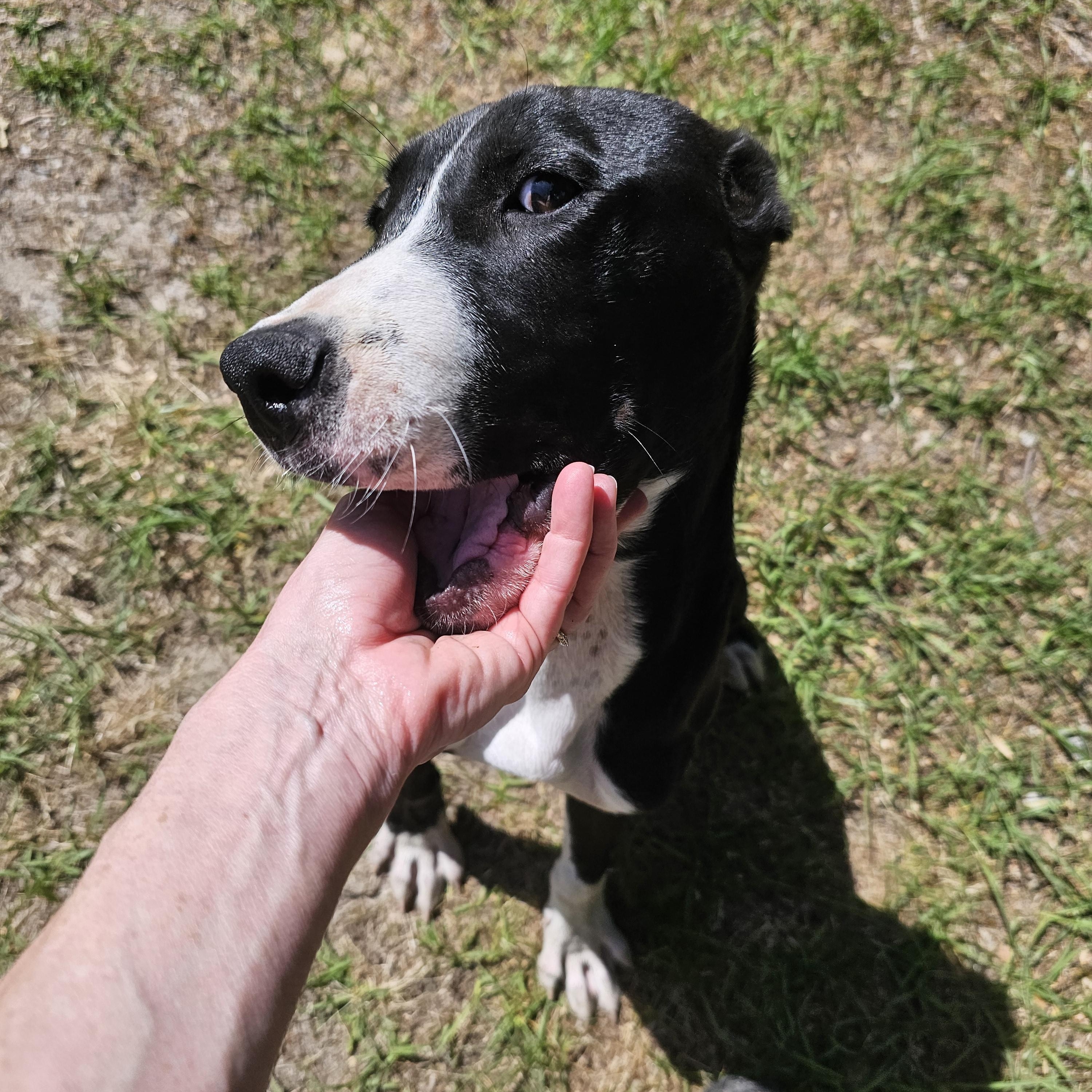 King, a Adoptable mixed breed in Orangeburg, SC image 2/6