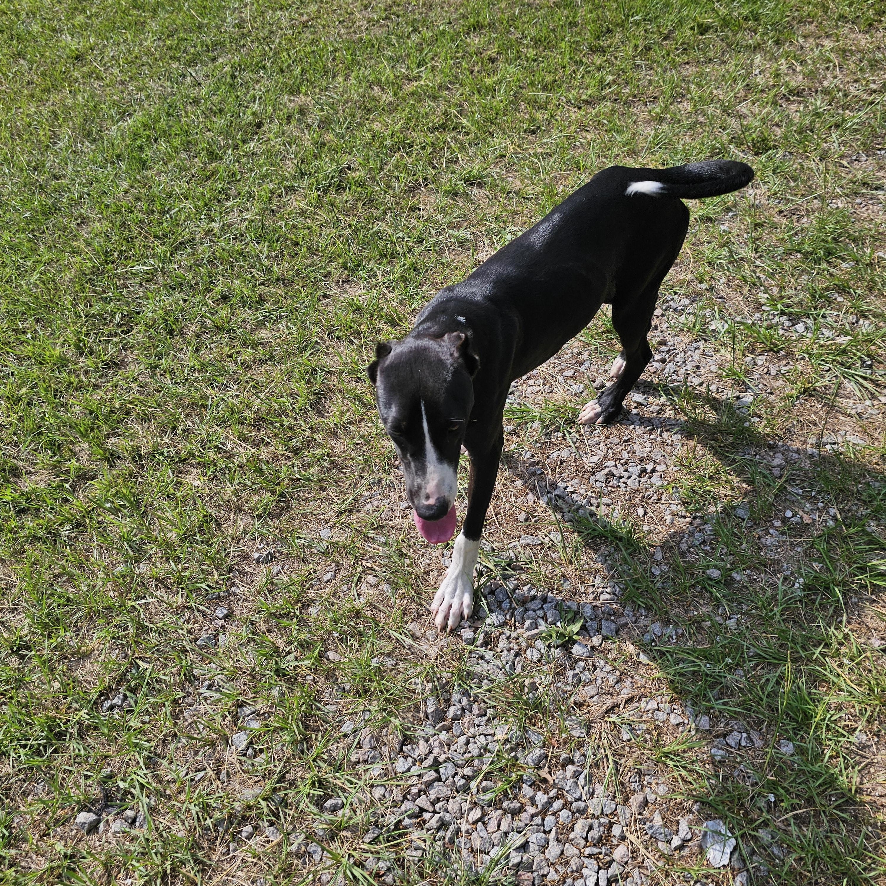 King, a Adoptable mixed breed in Orangeburg, SC image 3/6