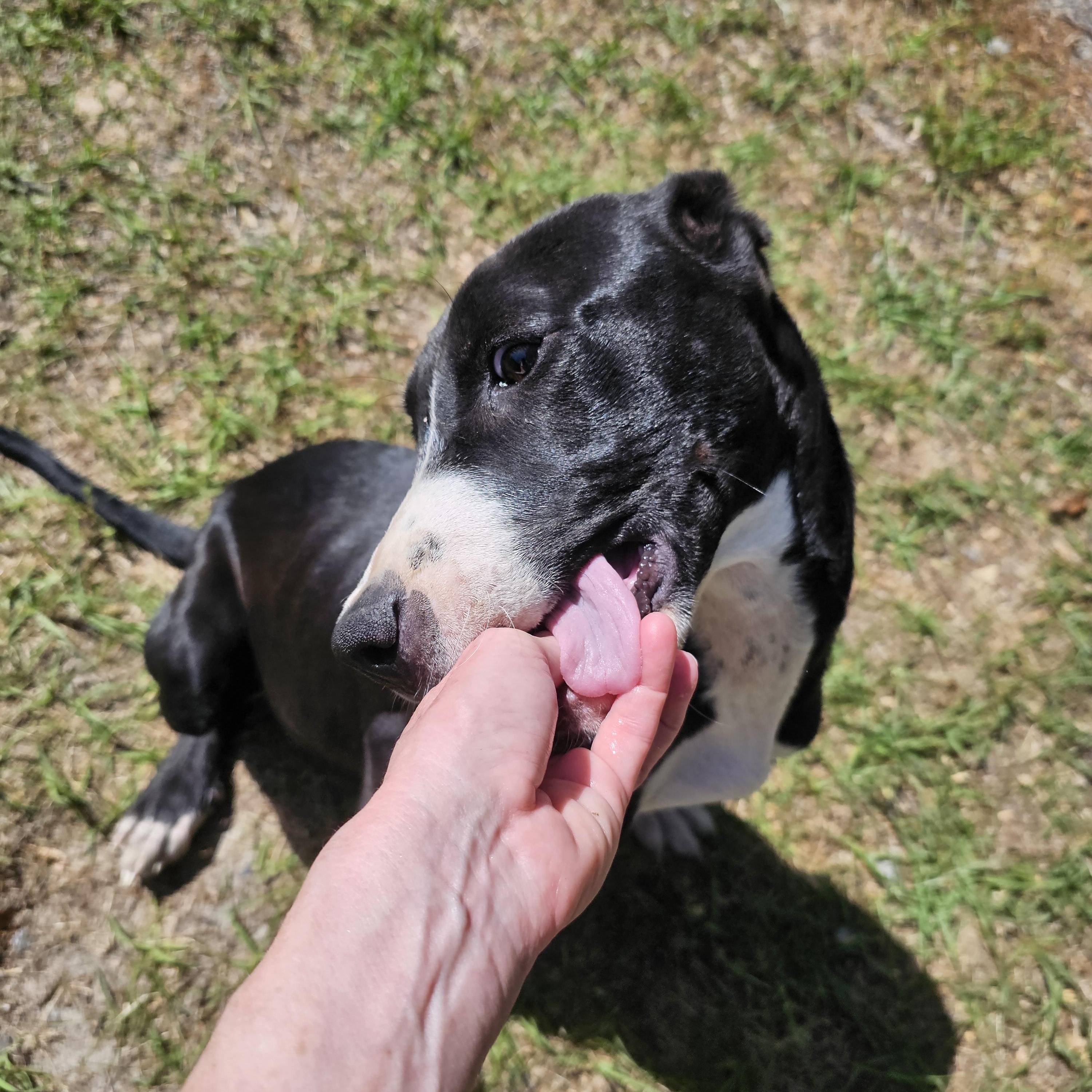 King, Adoptable, Puppy Male Great Dane & Mixed Breed.