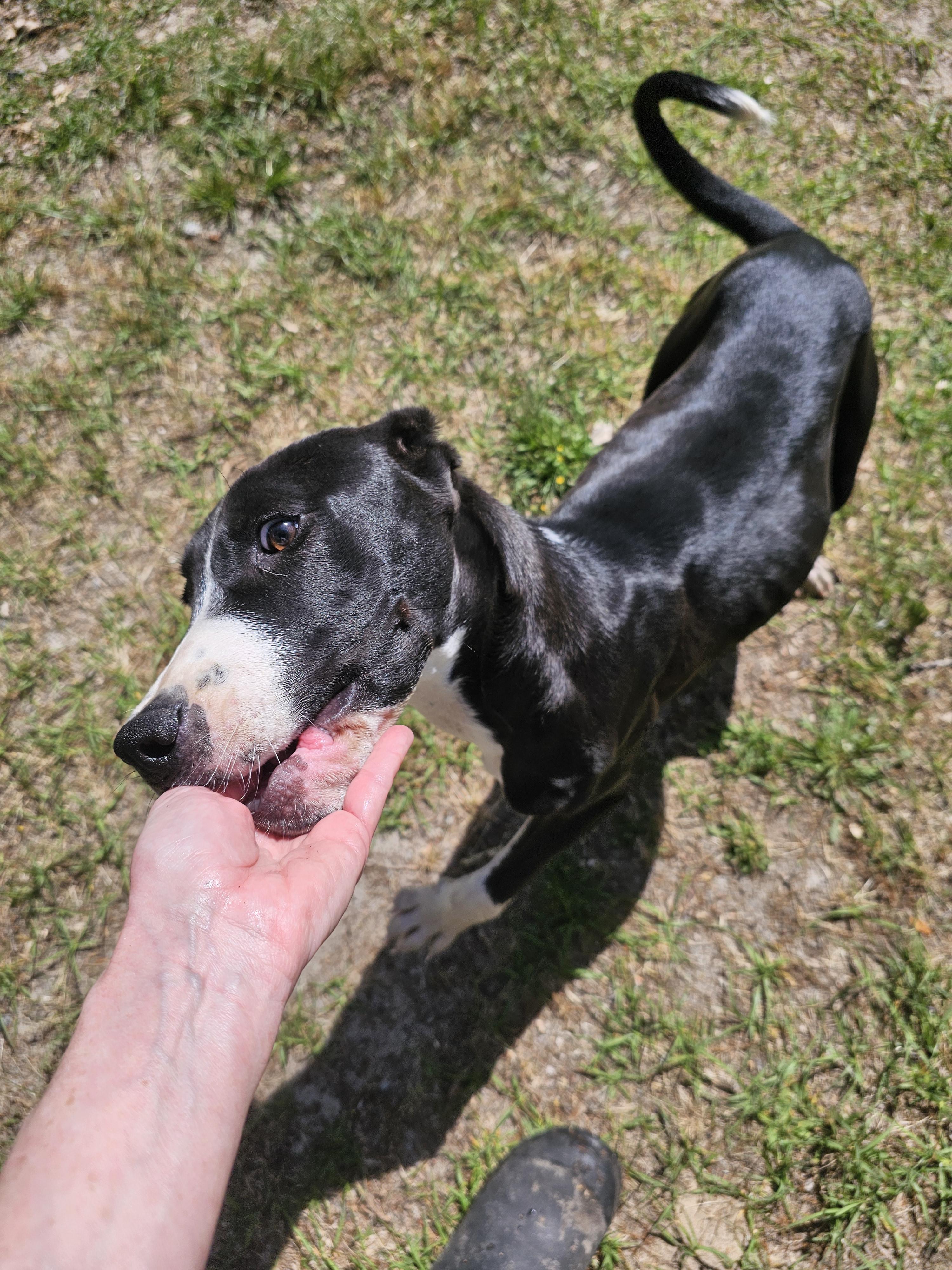 King, a Adoptable mixed breed in Orangeburg, SC image 4/6