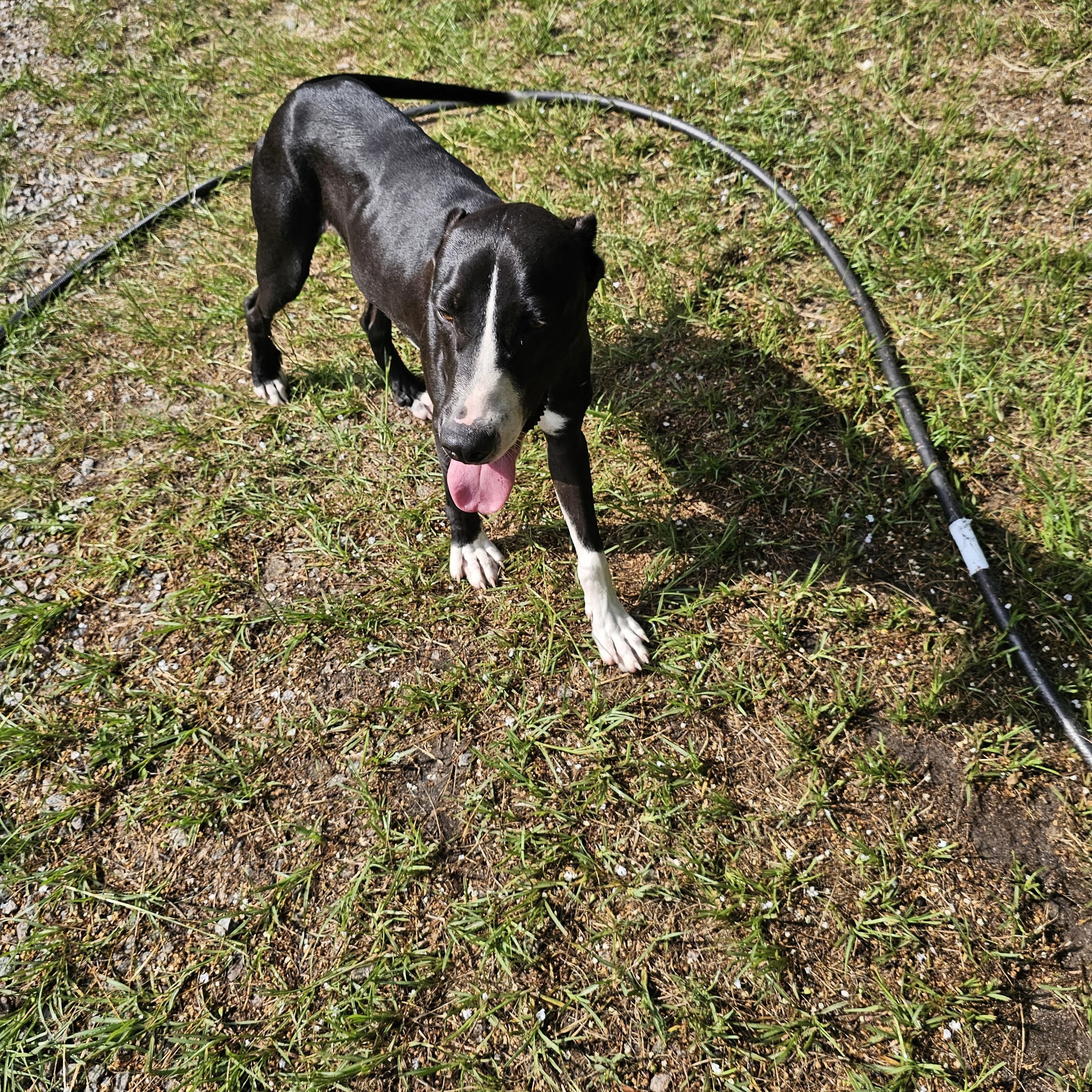 King, a Adoptable mixed breed in Orangeburg, SC image 5/6