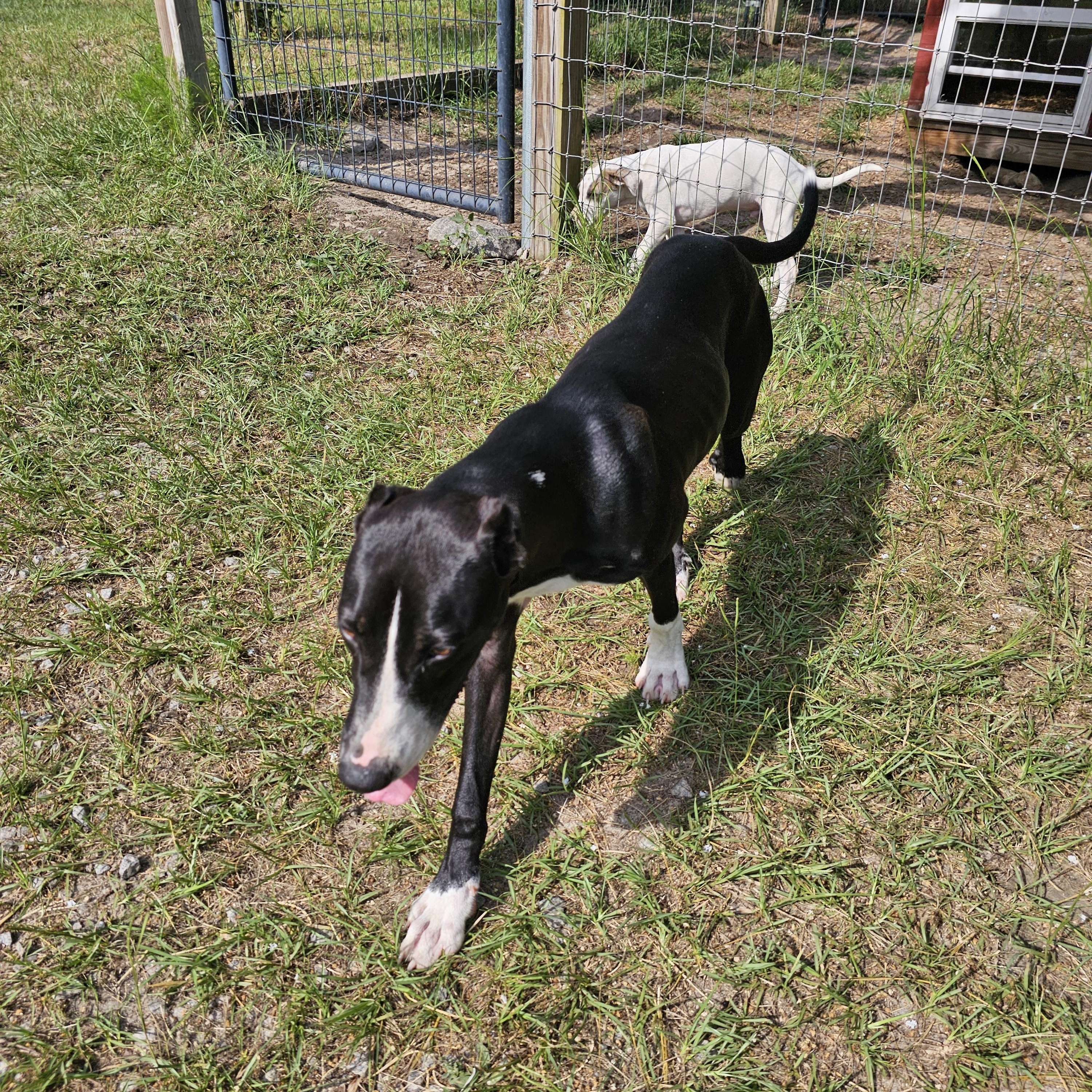 King, a Adoptable mixed breed in Orangeburg, SC image 6/6