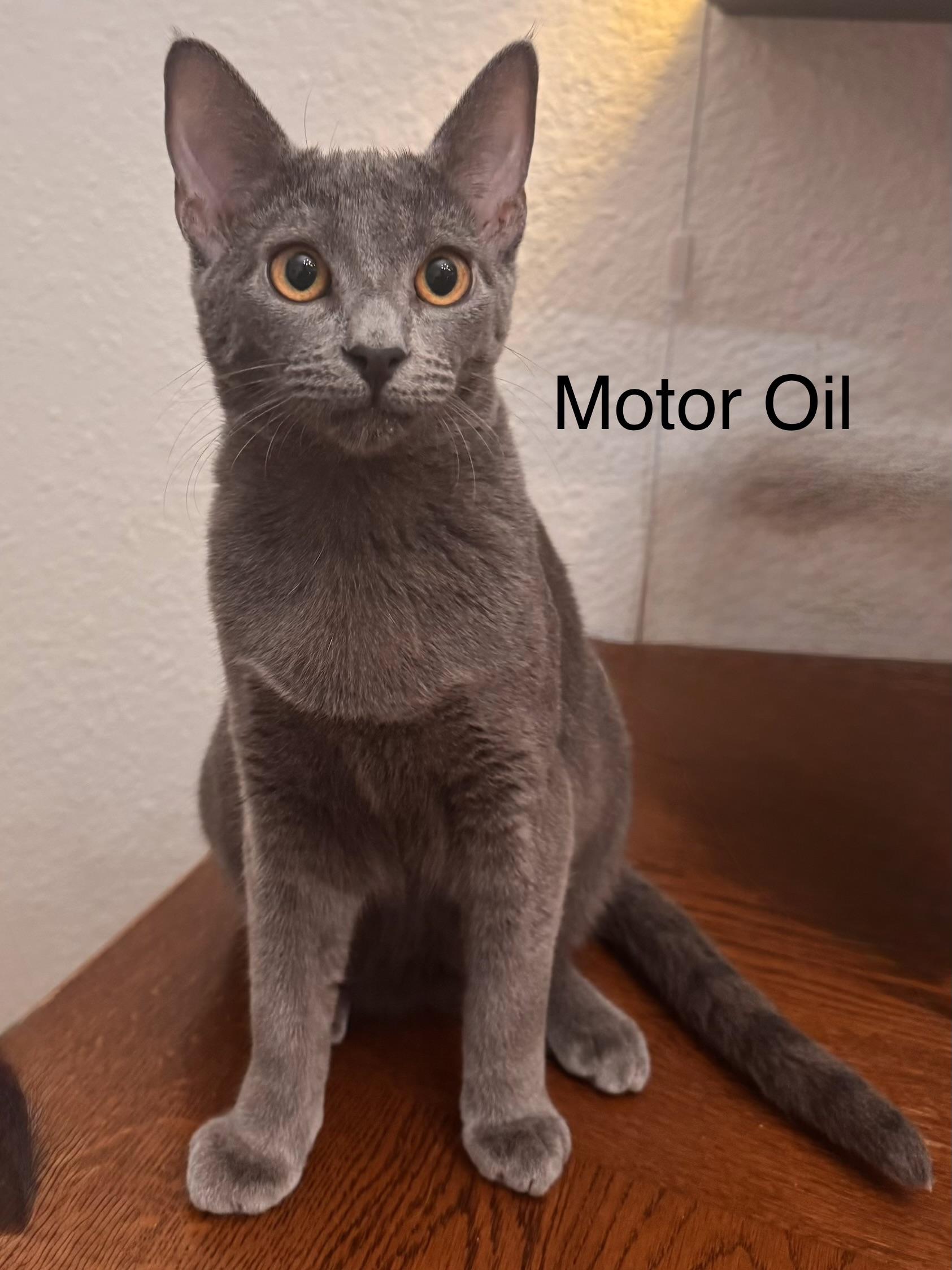 Enlarge Motor Oil, a ADOPTABLE Domestic Short Hair in Oakley, CA image 1/1