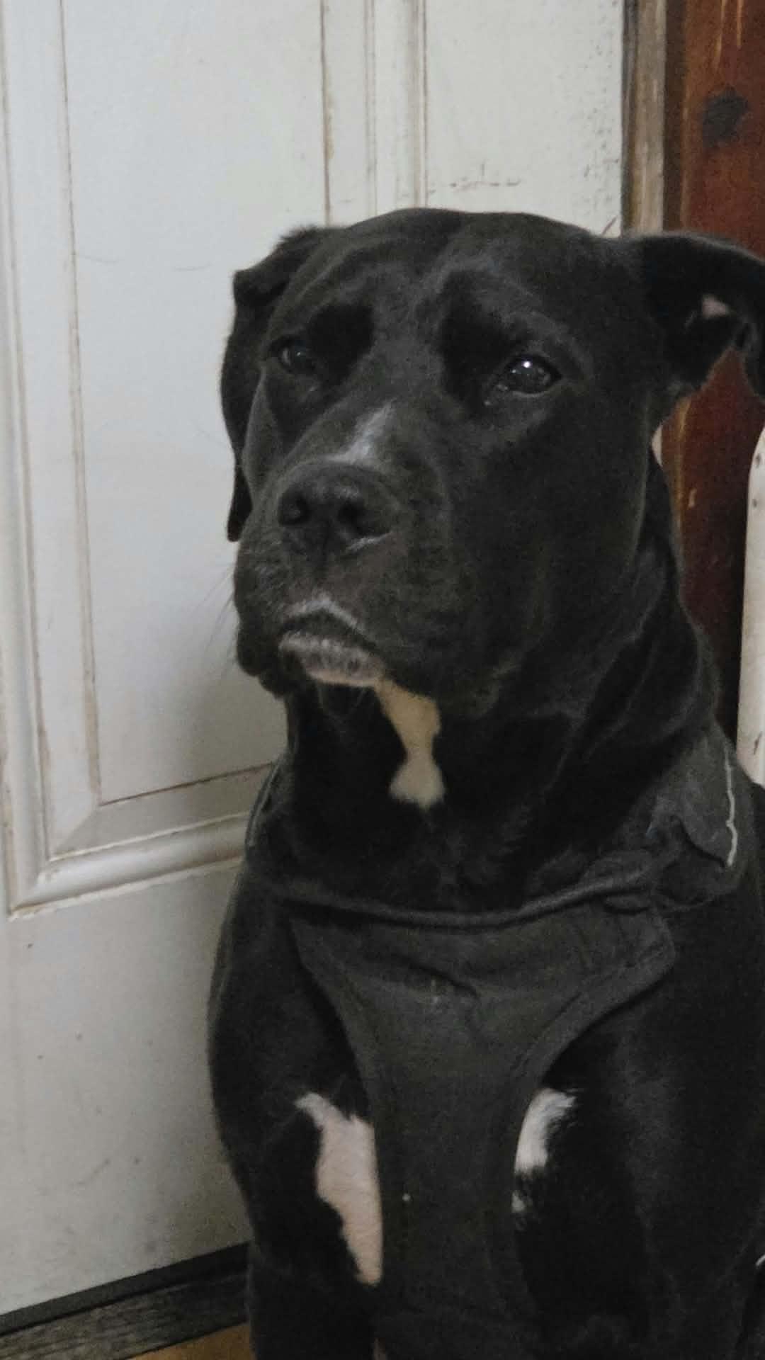 Enlarge Buddy, a Adoptable mixed breed in Danville, VT image 4/4