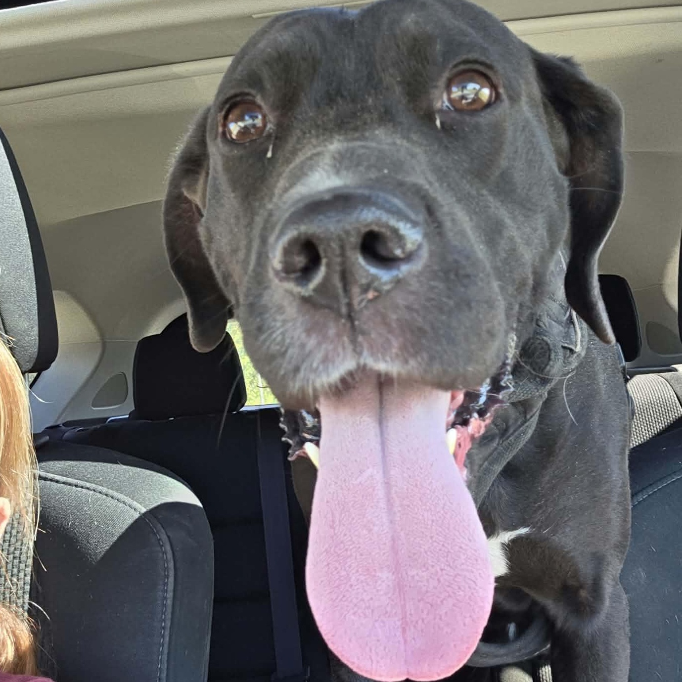 Enlarge Buddy, a Adoptable mixed breed in Danville, VT image 3/4