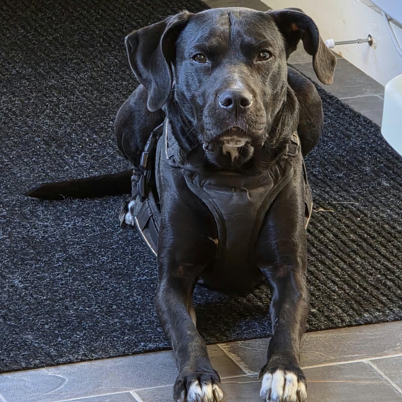 Buddy, Adoptable, Adult Male Black Labrador Retriever.