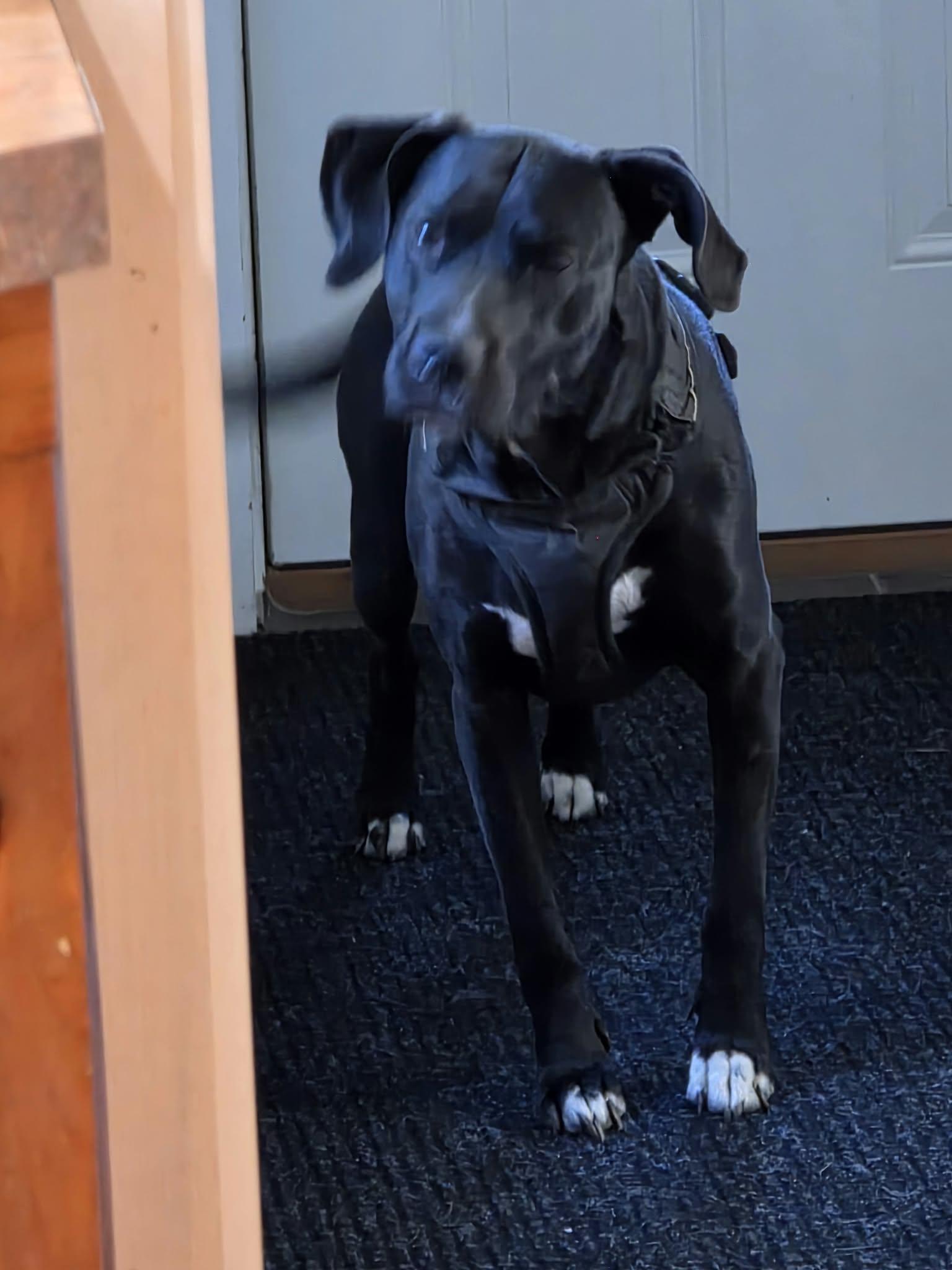 Enlarge Buddy, a Adoptable mixed breed in Danville, VT image 2/4