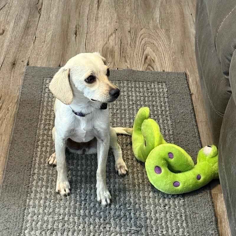 Avery, Adoptable, Young Female Chihuahua & Mixed Breed.