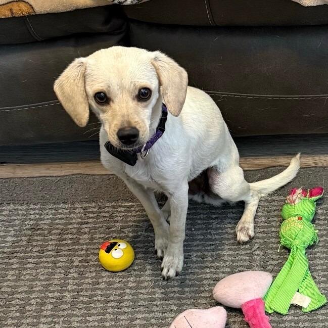 Enlarge Avery, a Adoptable mixed breed in Alma, WI image 2/3