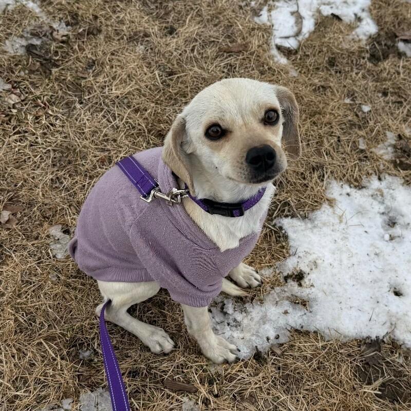 Enlarge Avery, a Adoptable mixed breed in Alma, WI image 3/3
