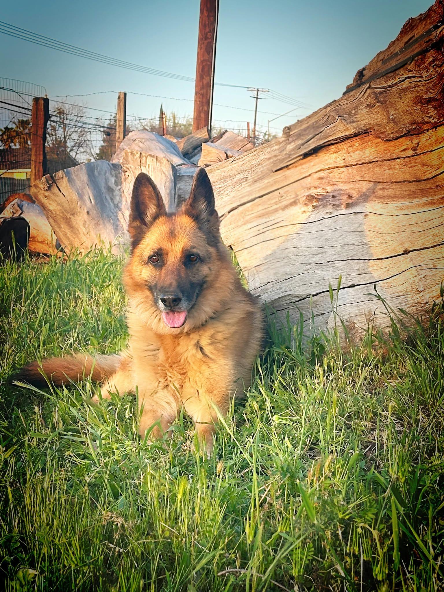 Puma, Adoptable, Senior Female German Shepherd Dog.