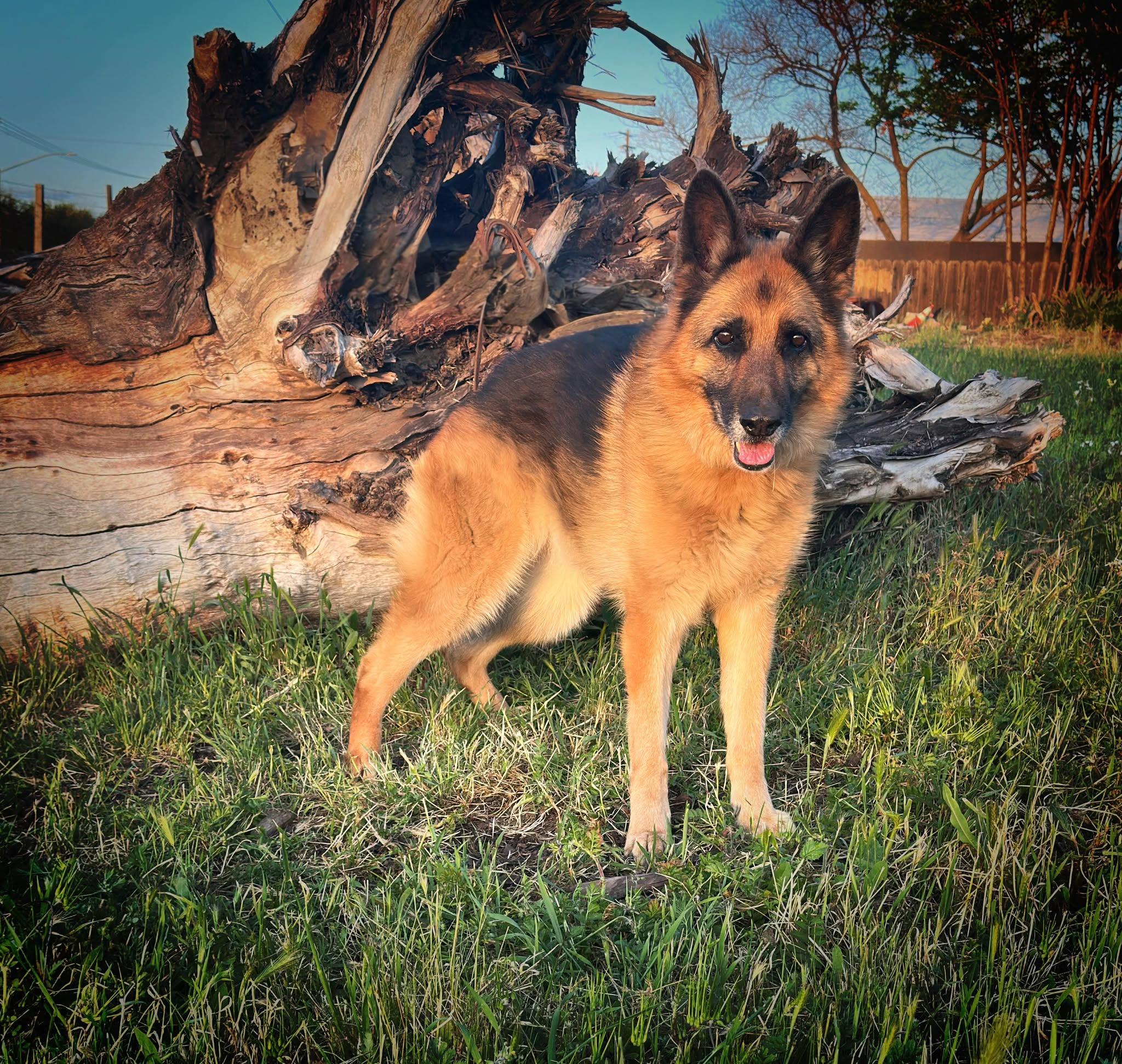 Puma, Adoptable, Senior Female German Shepherd Dog.