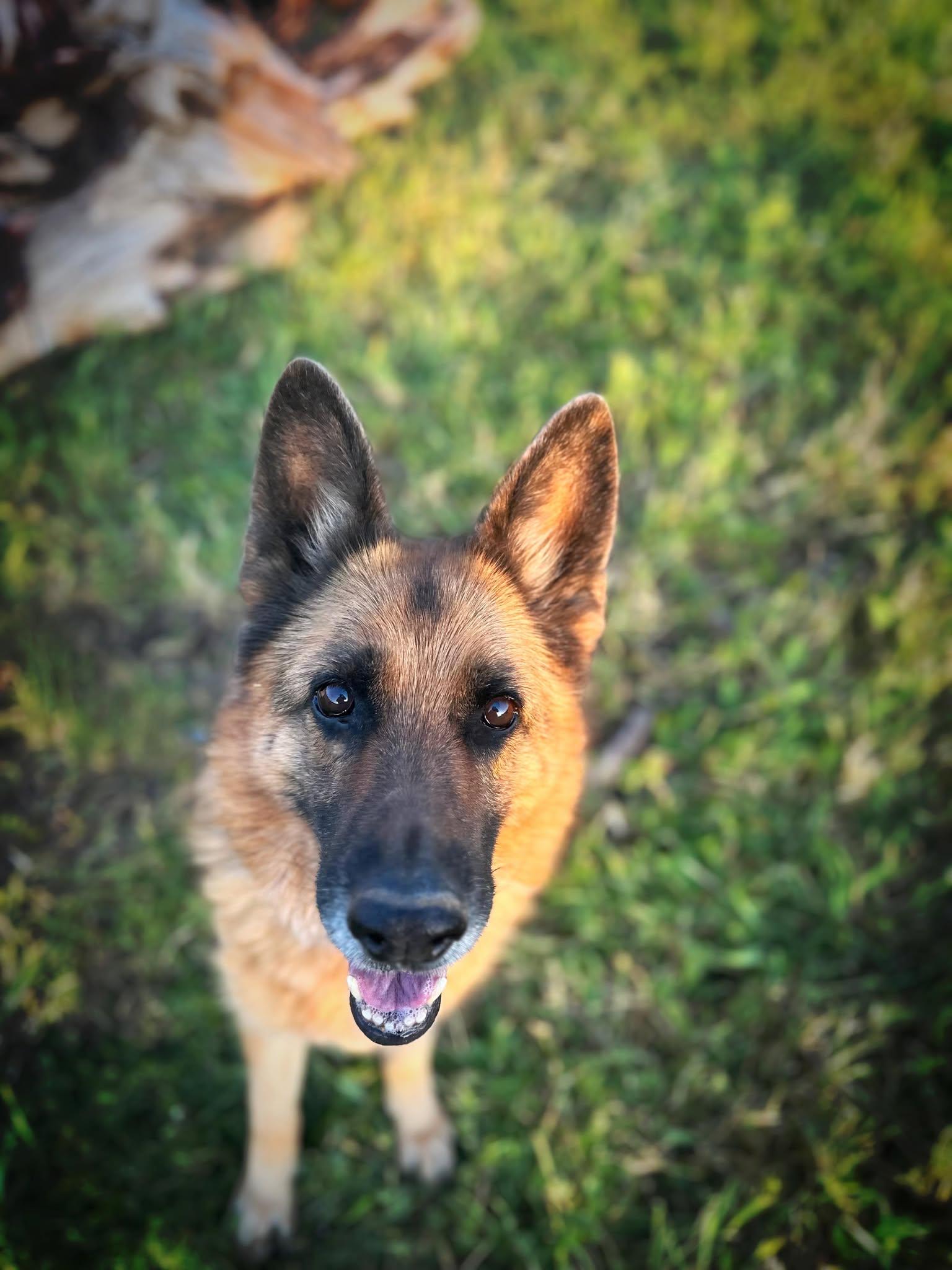 Puma, a Adoptable German Shepherd Dog in Modesto , CA image 3/4