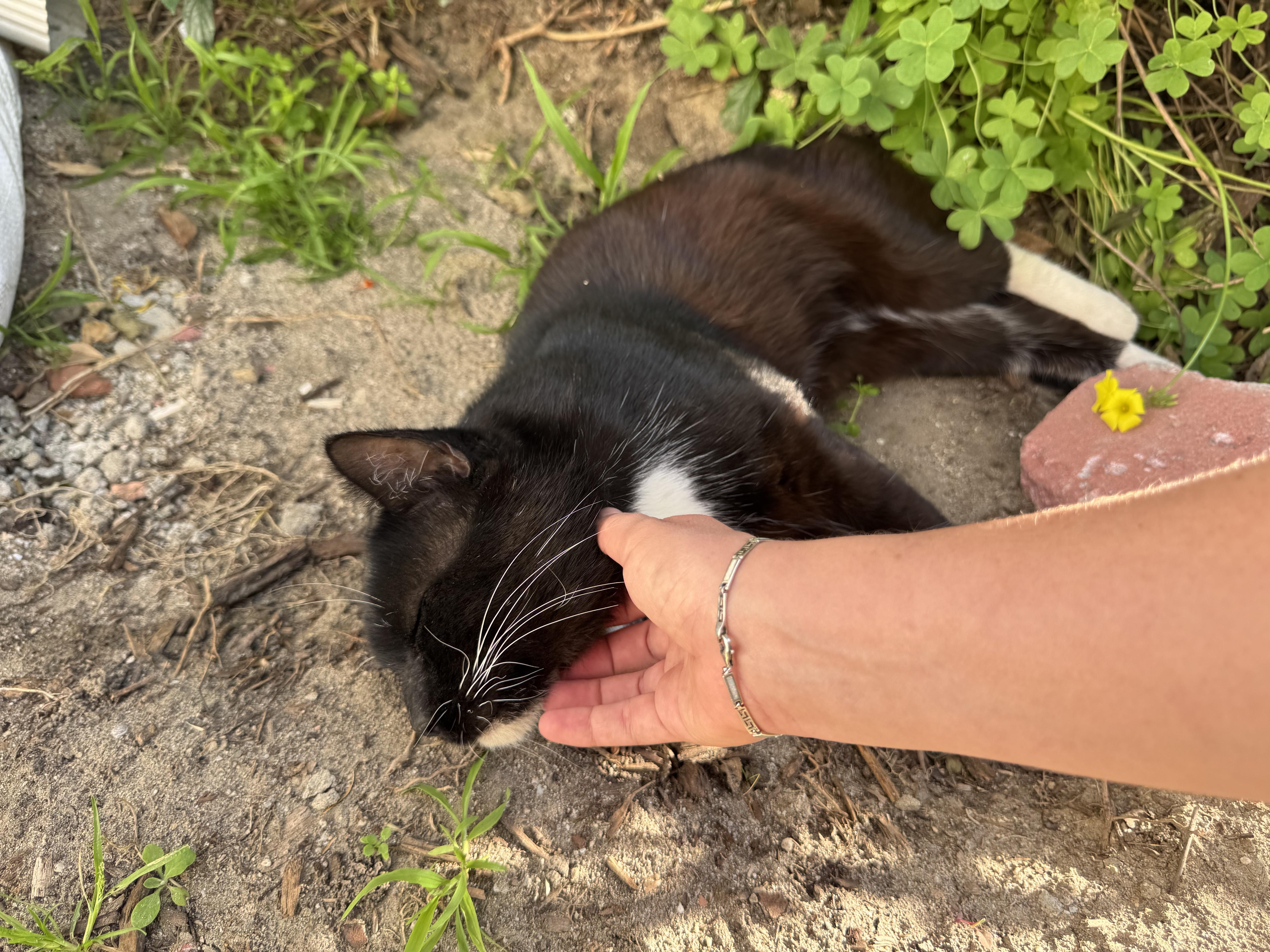 Enlarge Romeo , a Adoptable Tuxedo in Pacific Palisades, CA image 3/4