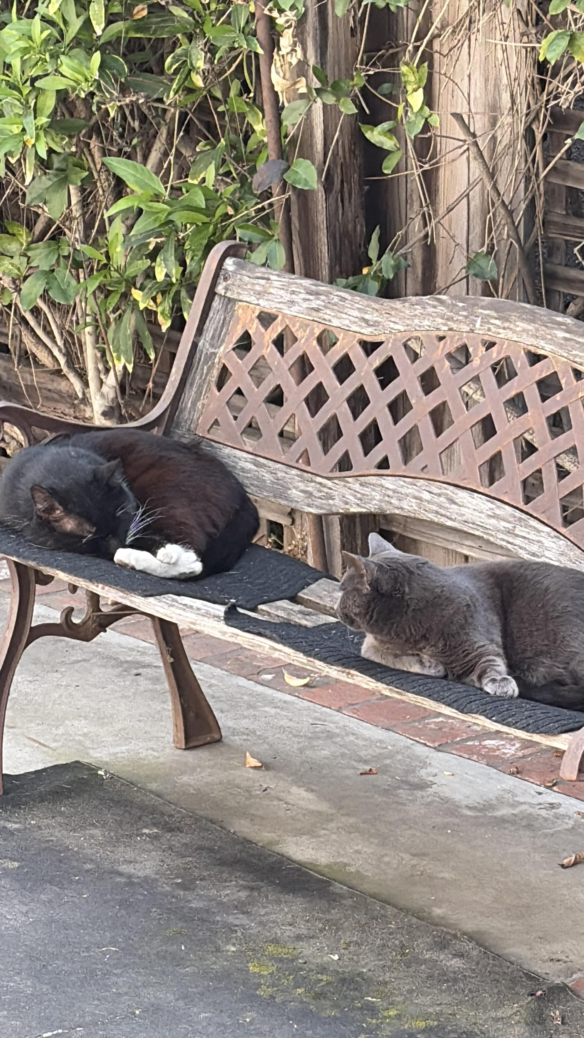 Enlarge Romeo , a Adoptable Tuxedo in Pacific Palisades, CA image 2/4