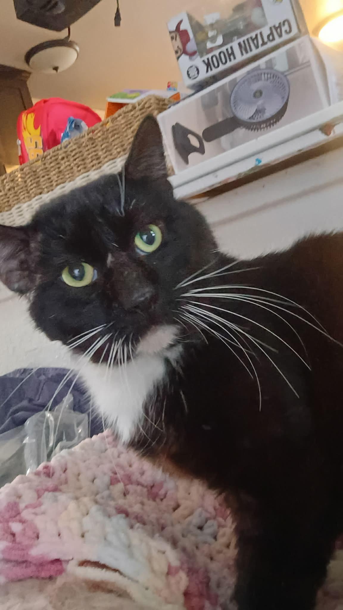 Romeo , Adoptable, Young Male Tuxedo.