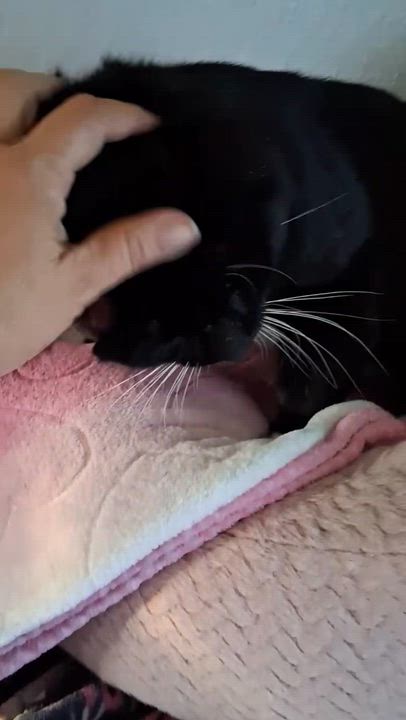 Enlarge Romeo , a Adoptable Tuxedo in Pacific Palisades, CA video 4/4