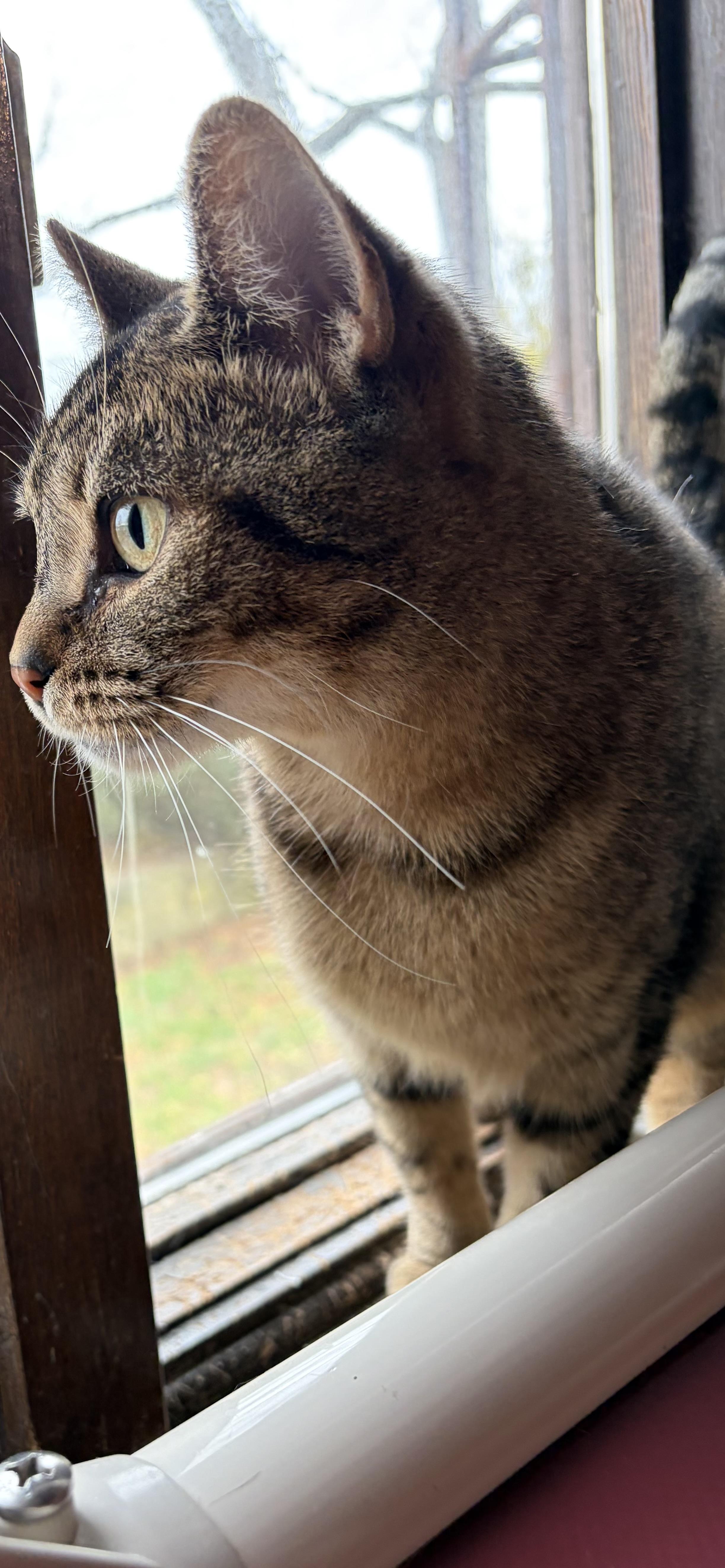 Maple, Adoptable, Adult Female Domestic Short Hair.