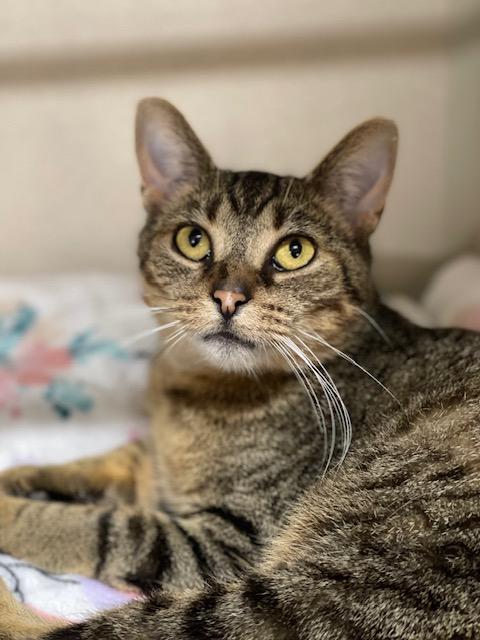 Enlarge Maple, a Adoptable Domestic Short Hair in Salem, OH image 2/4