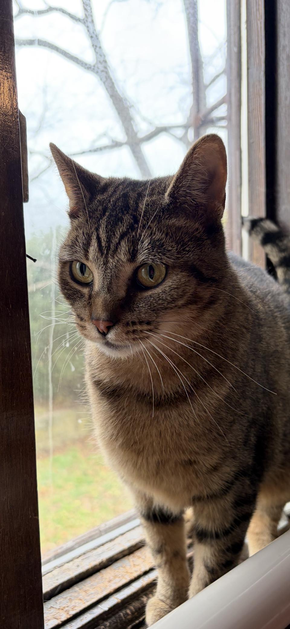 Enlarge Maple, a Adoptable Domestic Short Hair in Salem, OH image 3/4