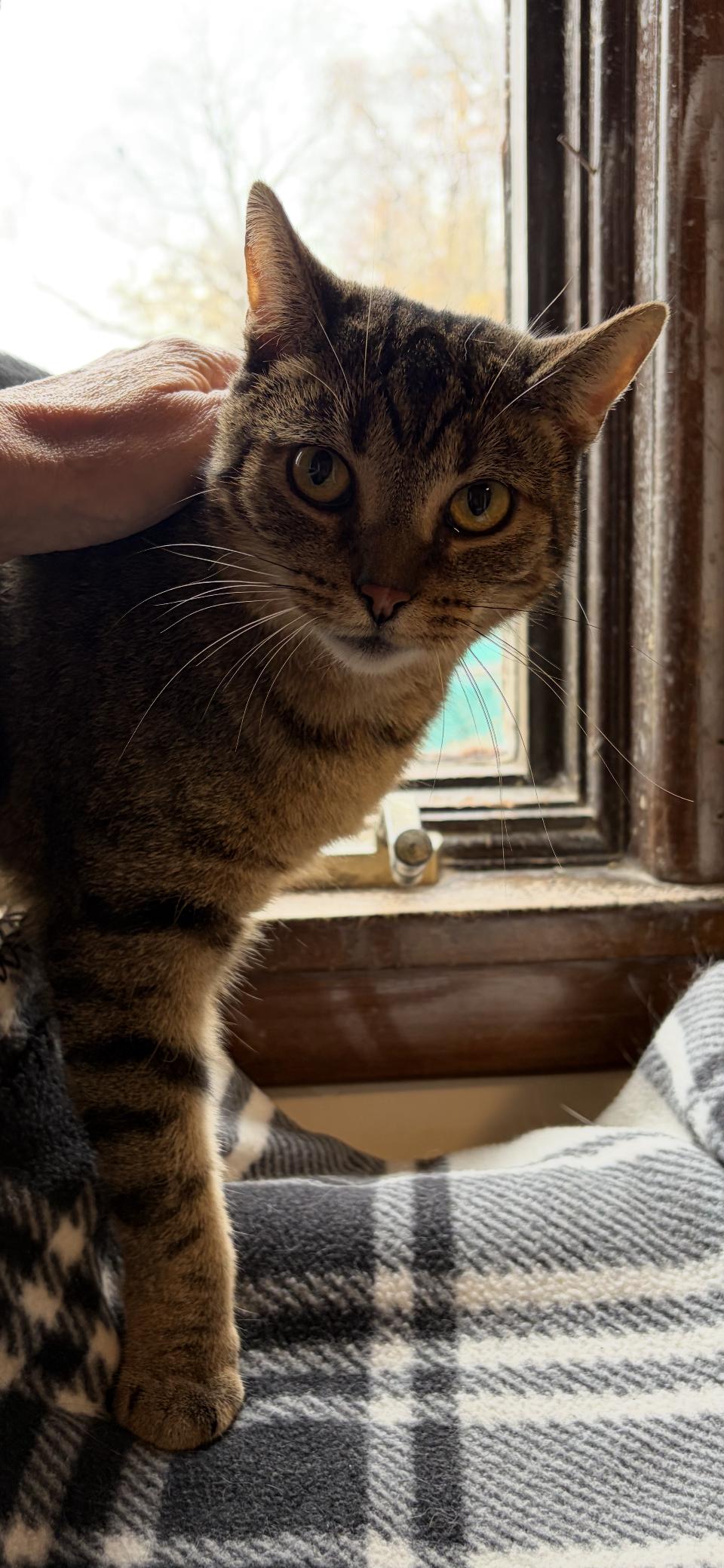 Enlarge Maple, a Adoptable Domestic Short Hair in Salem, OH image 4/4