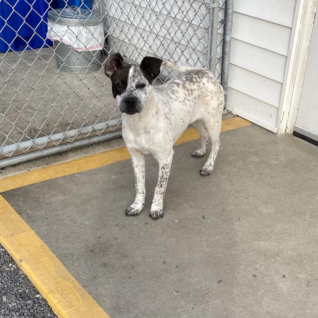 Enlarge Spot, a Adoptable Australian Cattle Dog / Blue Heeler in Walnut Cove, NC image 2/6