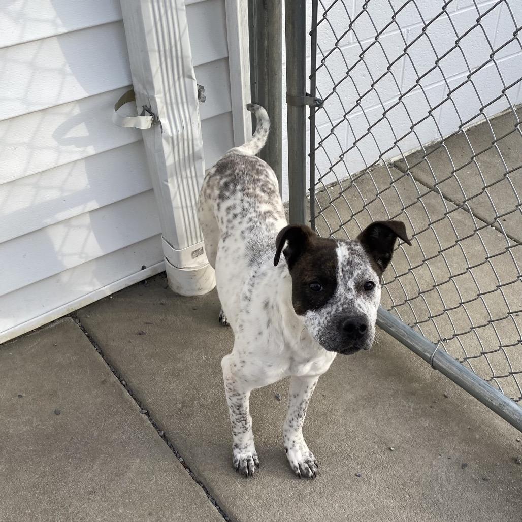 Enlarge Spot, a Adoptable Australian Cattle Dog / Blue Heeler in Walnut Cove, NC image 3/6