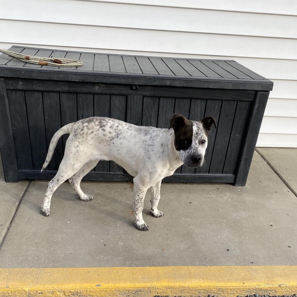 Enlarge Spot, a Adoptable Australian Cattle Dog / Blue Heeler in Walnut Cove, NC image 4/6