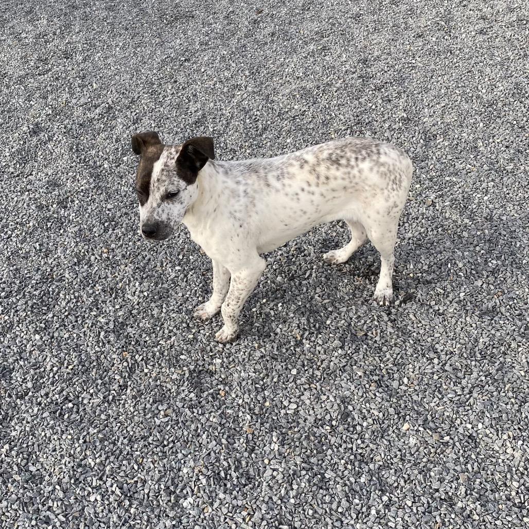 Enlarge Spot, a Adoptable Australian Cattle Dog / Blue Heeler in Walnut Cove, NC image 5/6