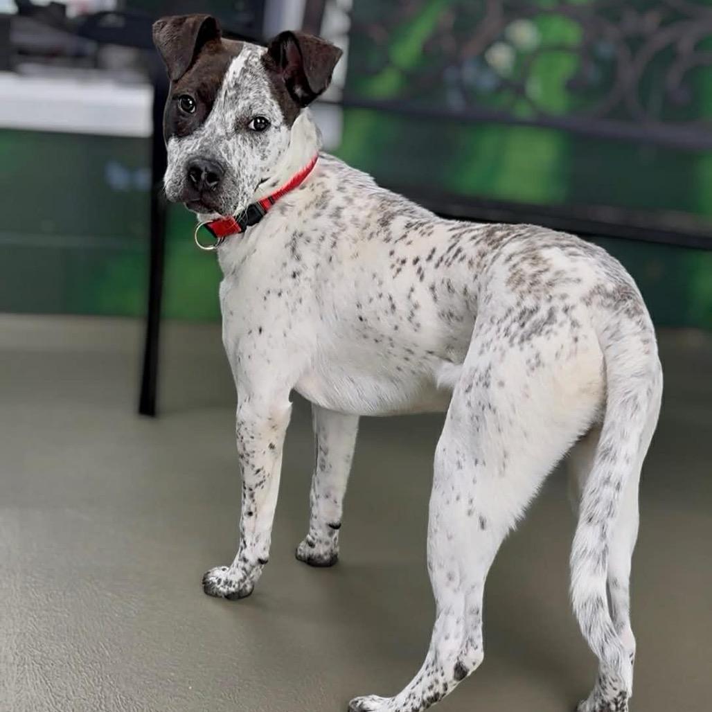 Enlarge Spot, a Adoptable Australian Cattle Dog / Blue Heeler in Walnut Cove, NC image 1/6
