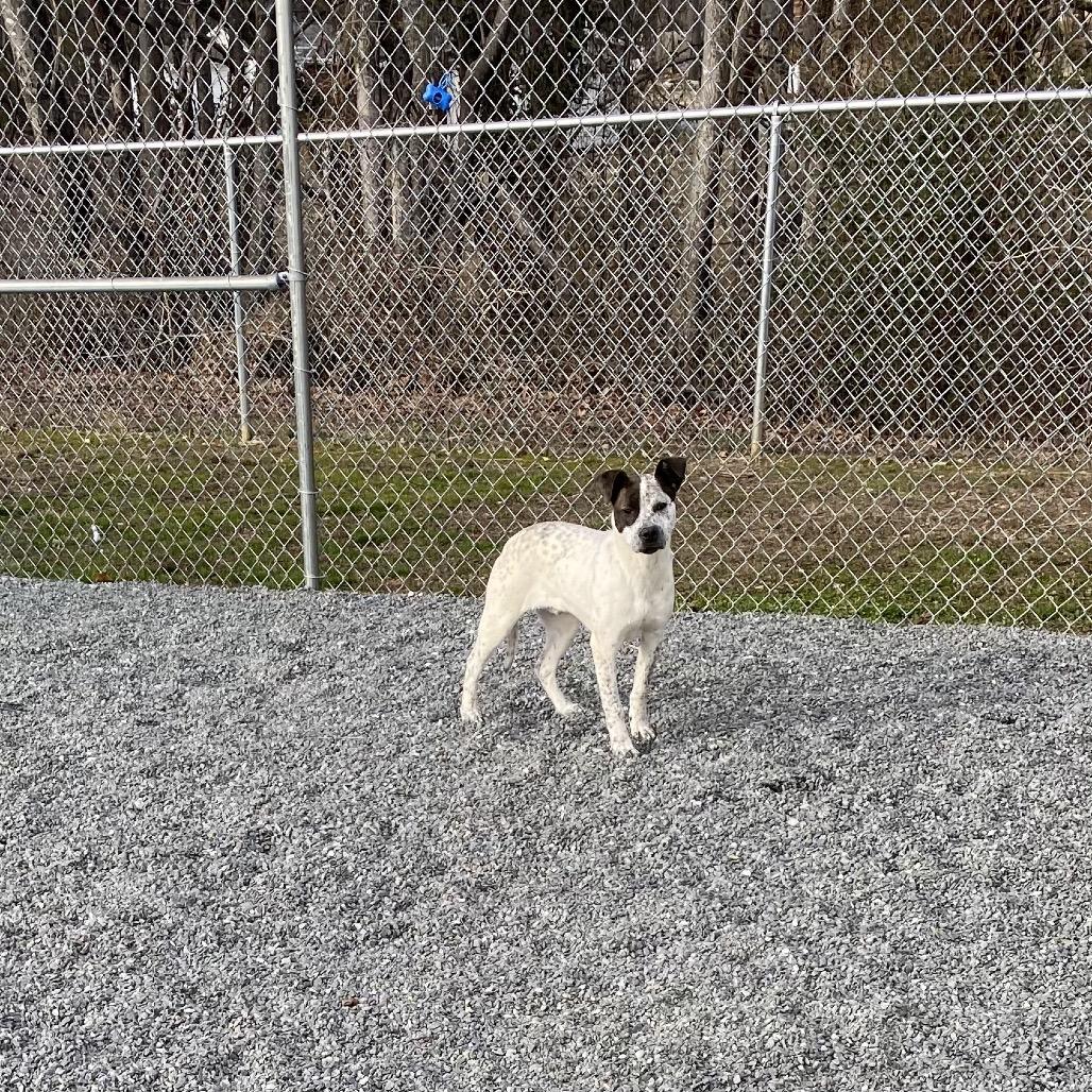 Enlarge Spot, a Adoptable Australian Cattle Dog / Blue Heeler in Walnut Cove, NC image 6/6