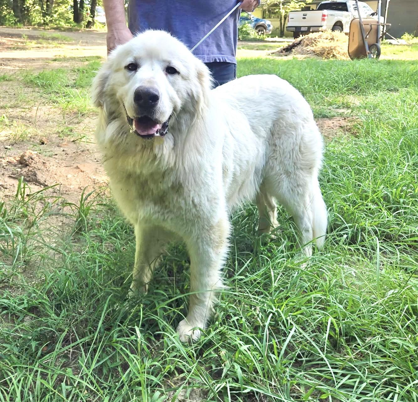 Celeste, a Adoptable Great Pyrenees in Spring, TX image 1/3
