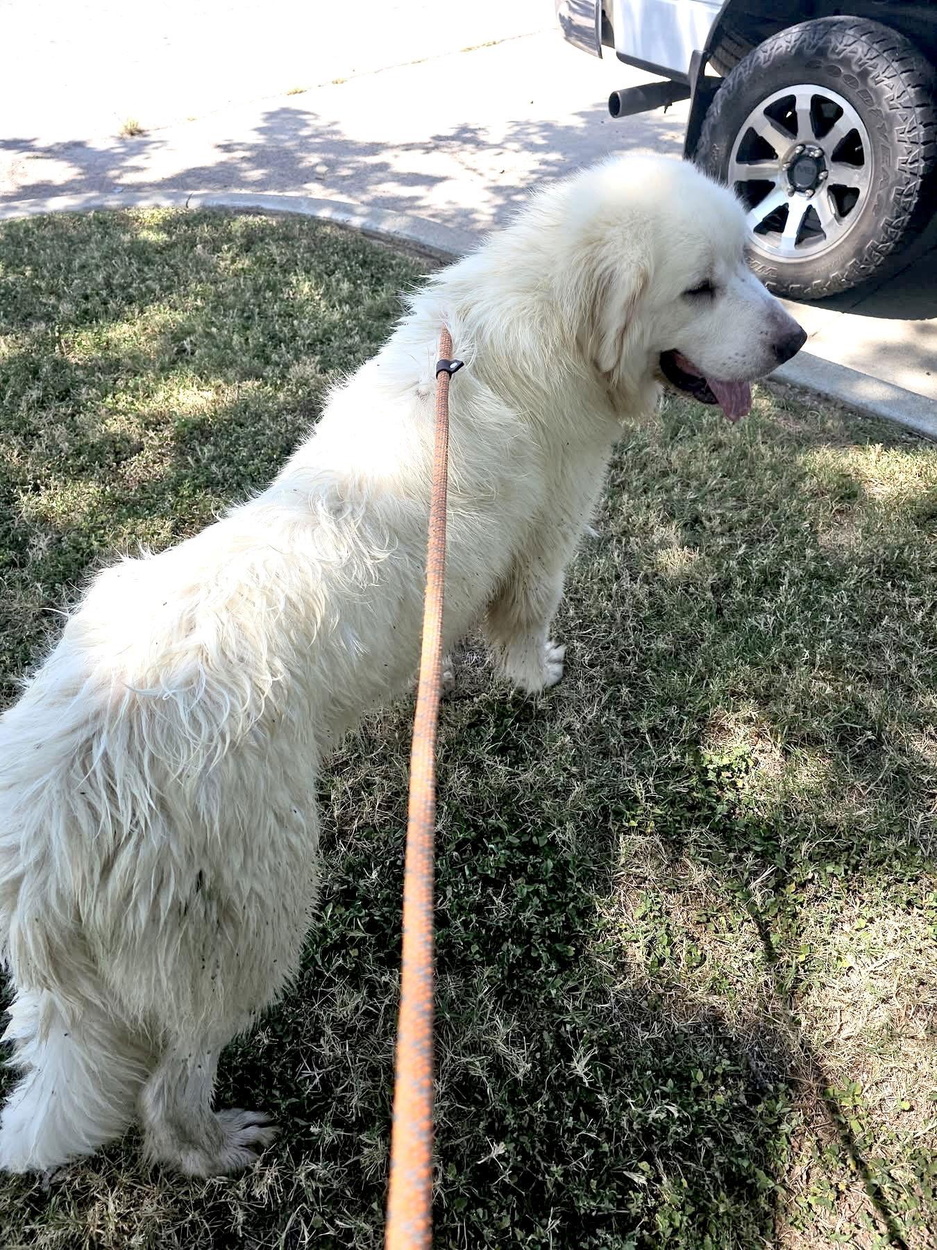 Celeste, a Adoptable Great Pyrenees in Spring, TX image 2/3