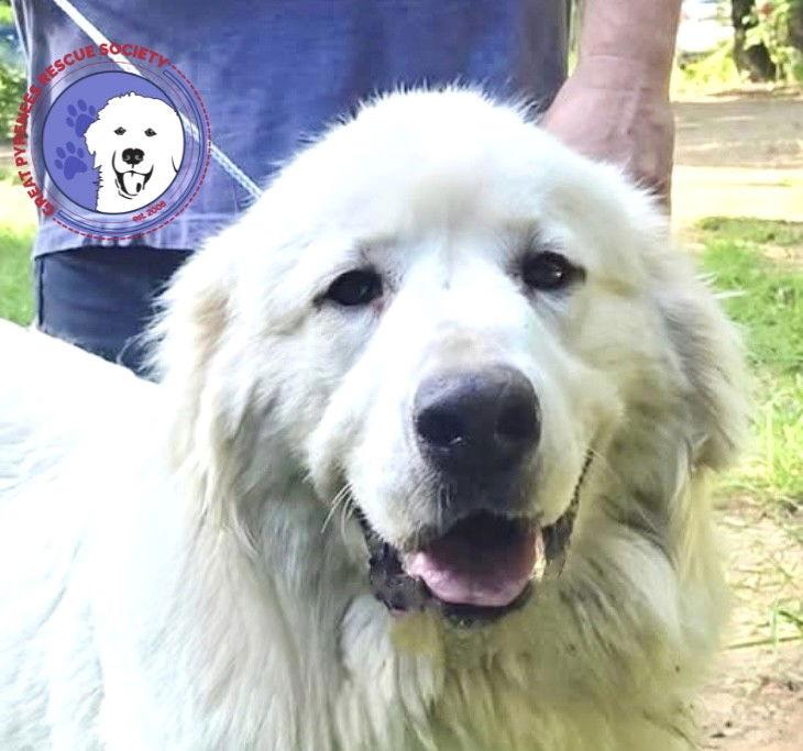 Celeste, a Adoptable Great Pyrenees in Spring, TX image 3/3