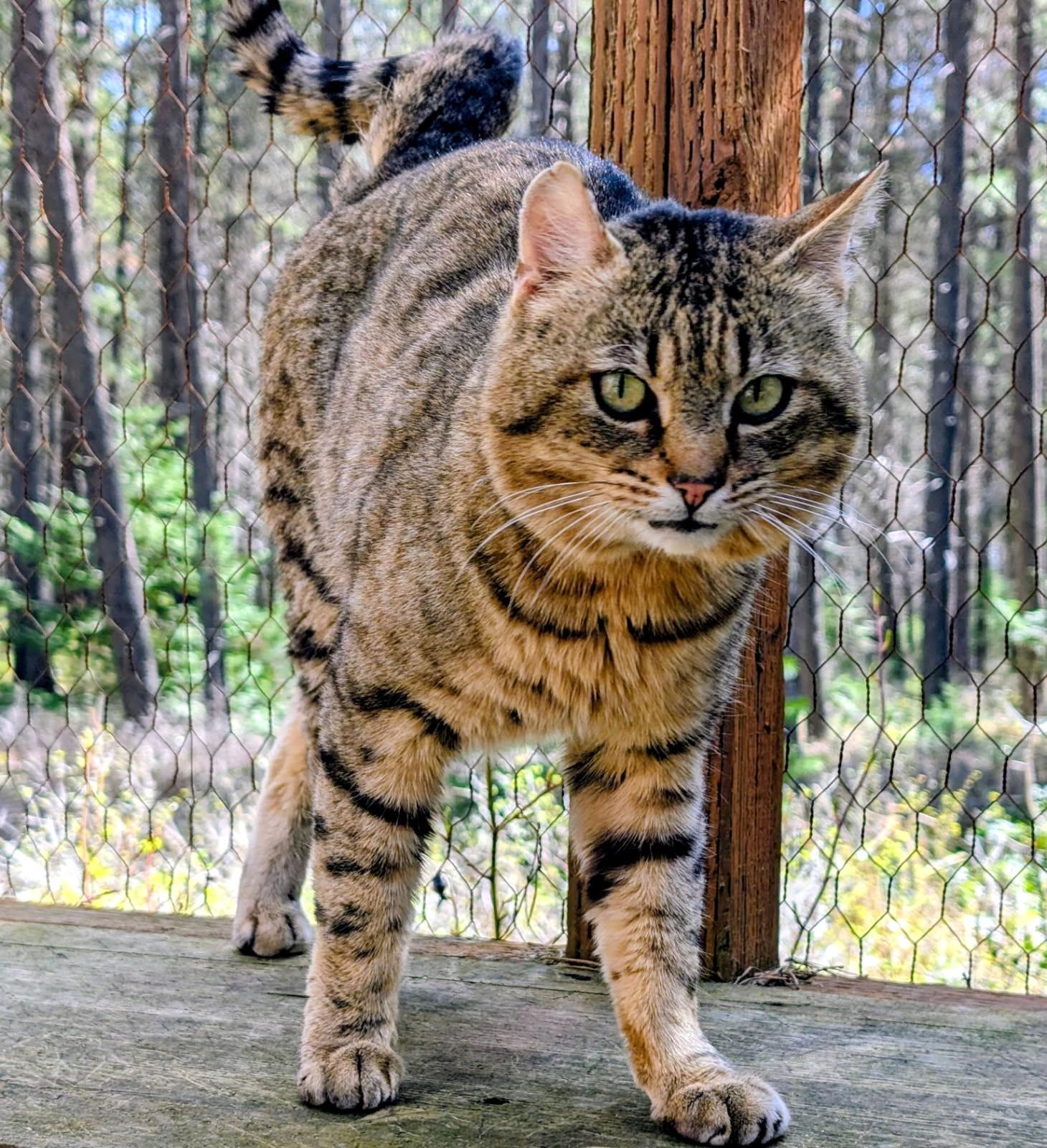 Enlarge Ulysses Mr. Personality!, a ADOPTABLE Tabby in Newport, WA image 2/6