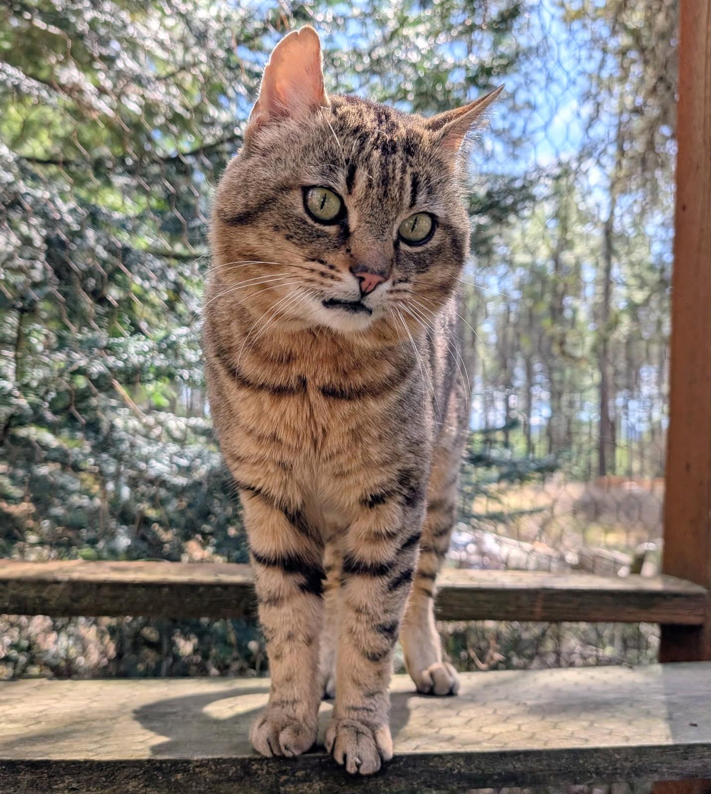 Enlarge Ulysses Mr. Personality!, a ADOPTABLE Tabby in Newport, WA image 6/6