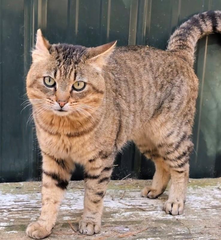 Enlarge Ulysses Mr. Personality!, a ADOPTABLE Tabby in Newport, WA image 5/6