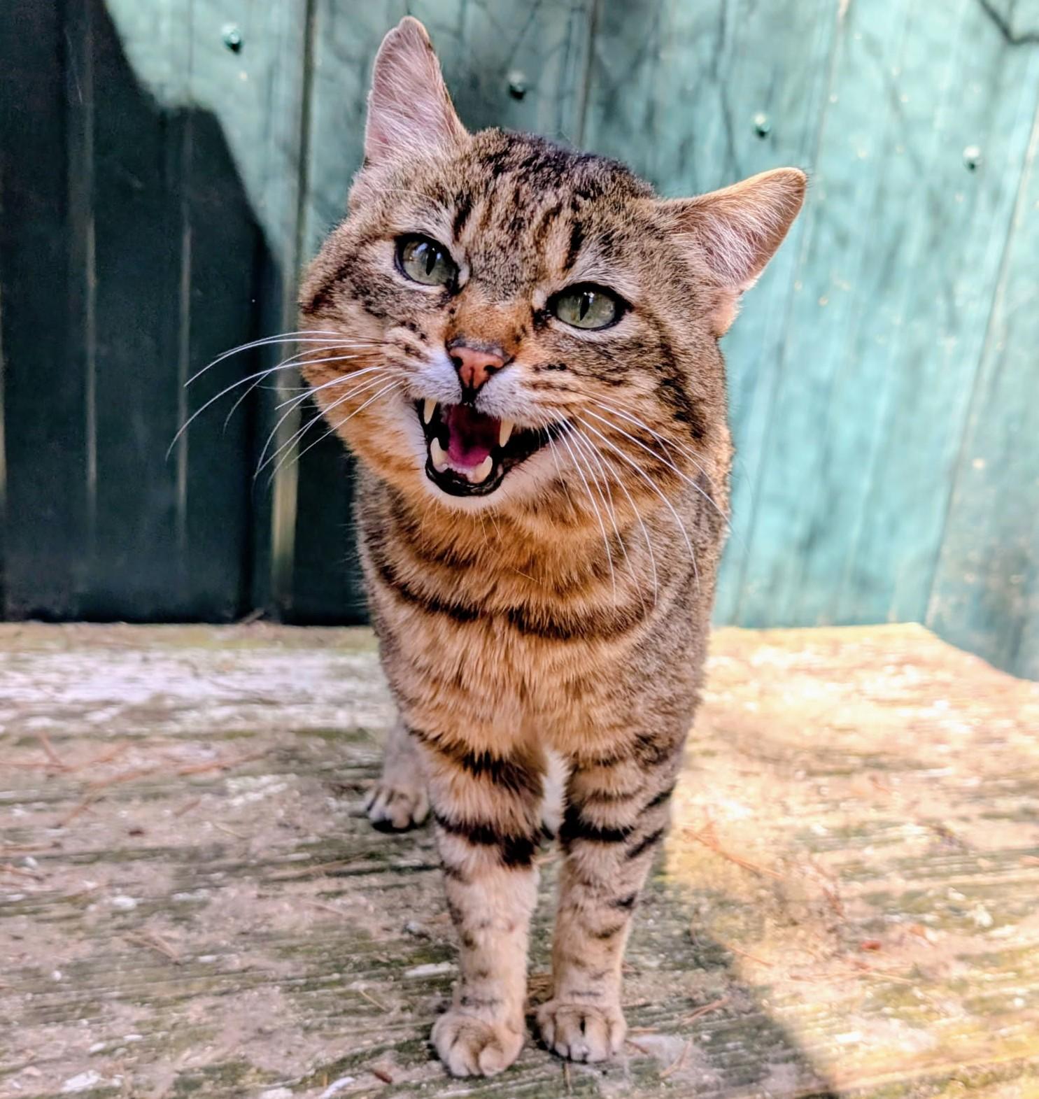 Enlarge Ulysses Mr. Personality!, a ADOPTABLE Tabby in Newport, WA image 1/6