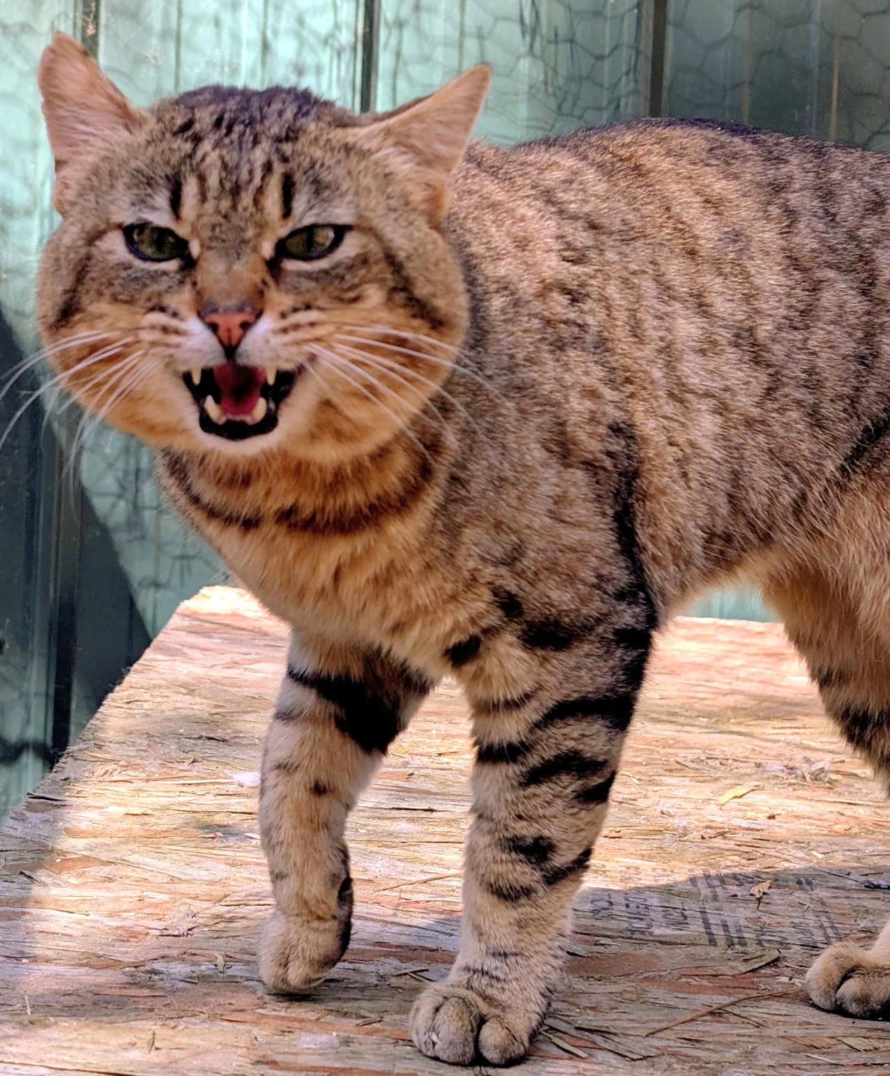 Enlarge Ulysses Mr. Personality!, a ADOPTABLE Tabby in Newport, WA image 3/6