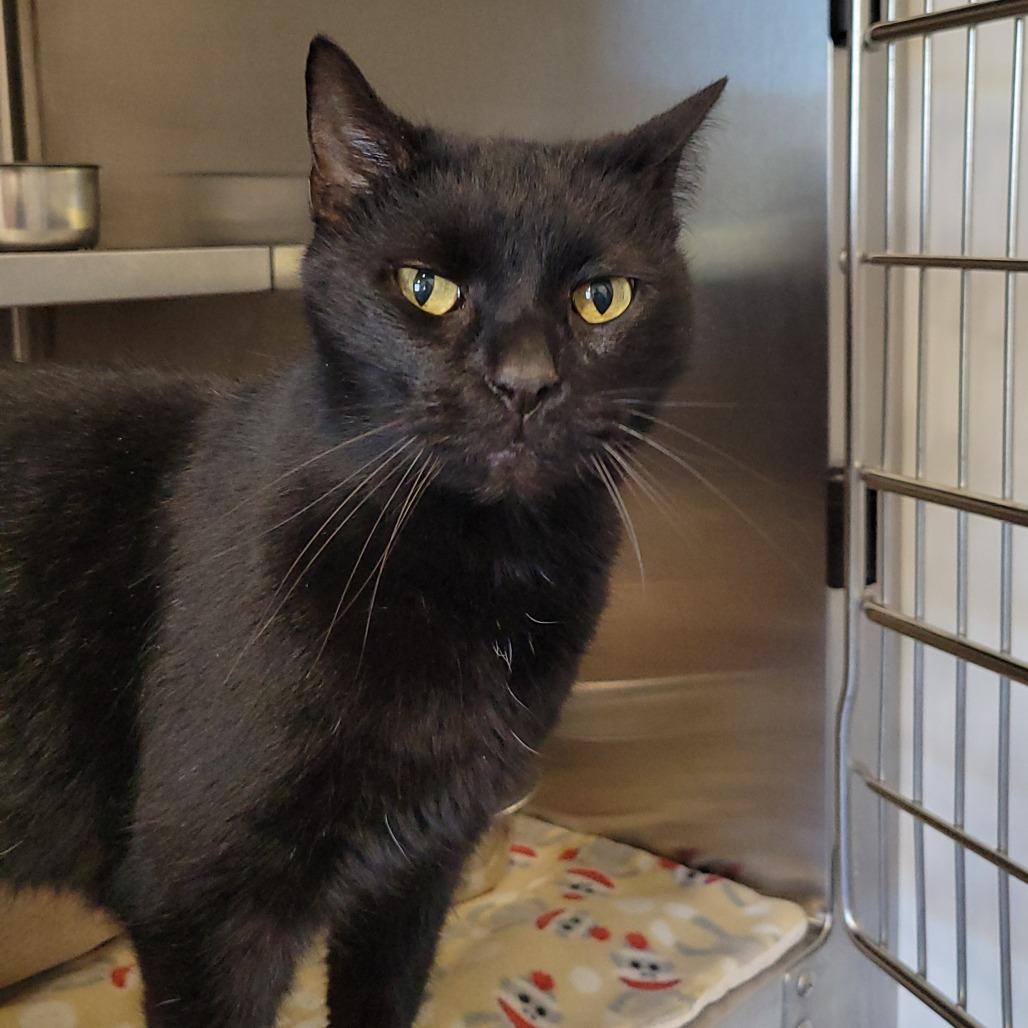 Dean, Adoptable, Senior Male Domestic Short Hair.