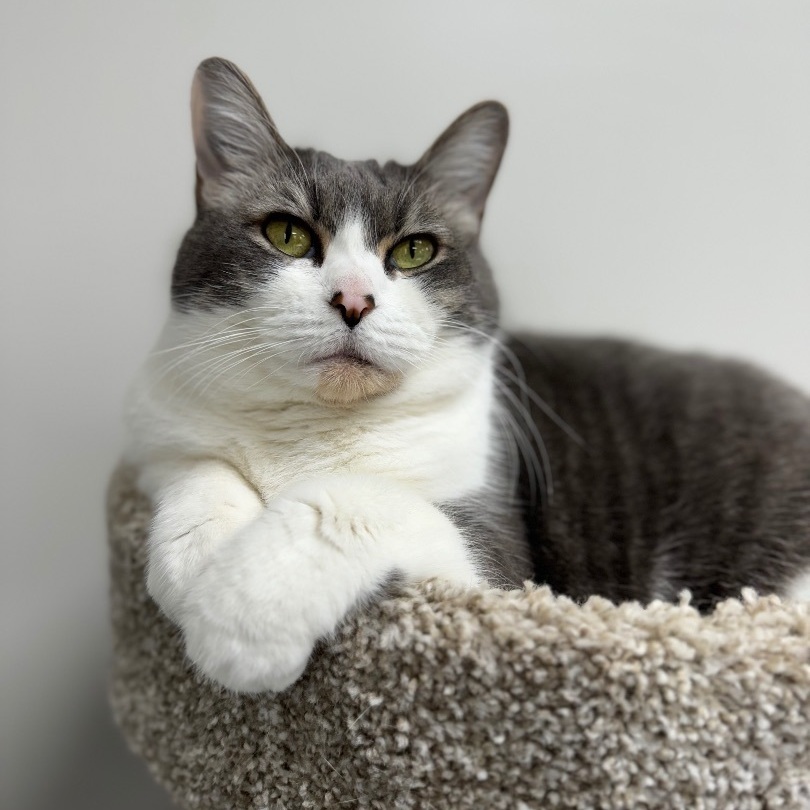 Mickey, a Adoptable mixed breed in Valdosta, GA image 1/6