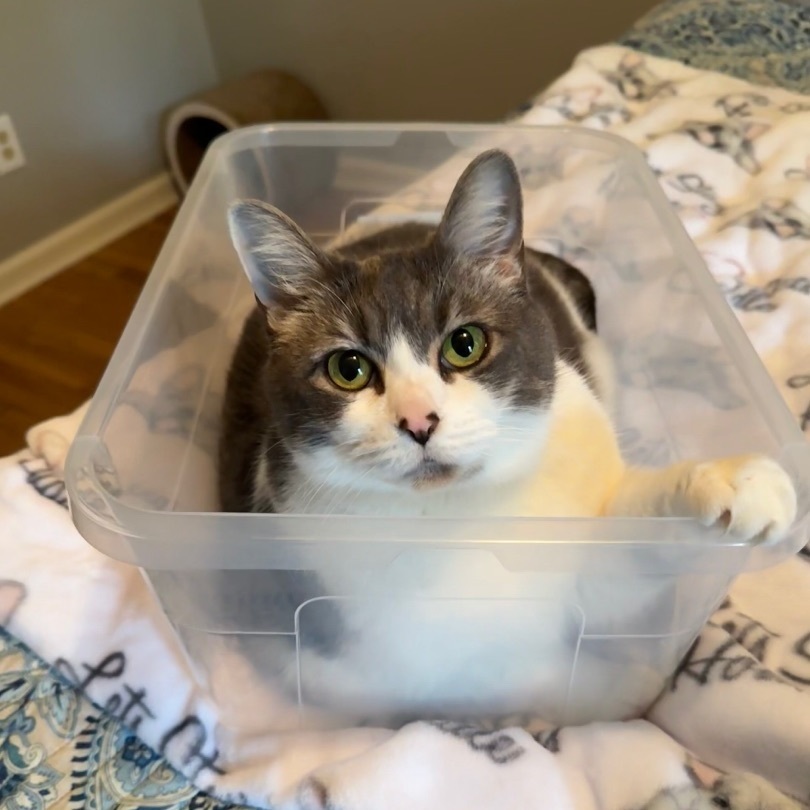 Mickey, a Adoptable mixed breed in Valdosta, GA image 2/6