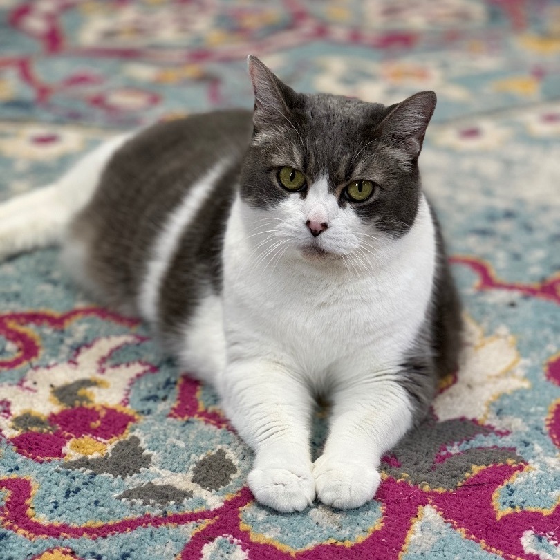 Mickey, a Adoptable mixed breed in Valdosta, GA image 3/6