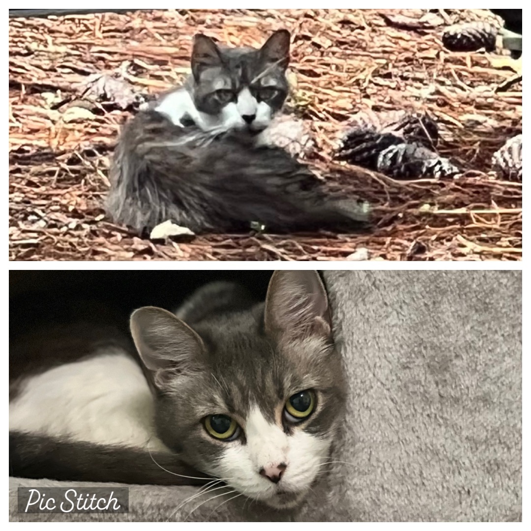 Mickey, a Adoptable mixed breed in Valdosta, GA image 4/6