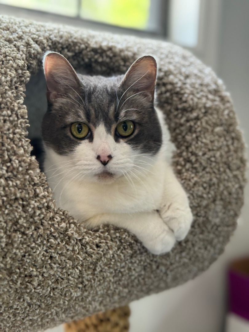 Mickey, a Adoptable mixed breed in Valdosta, GA image 5/6