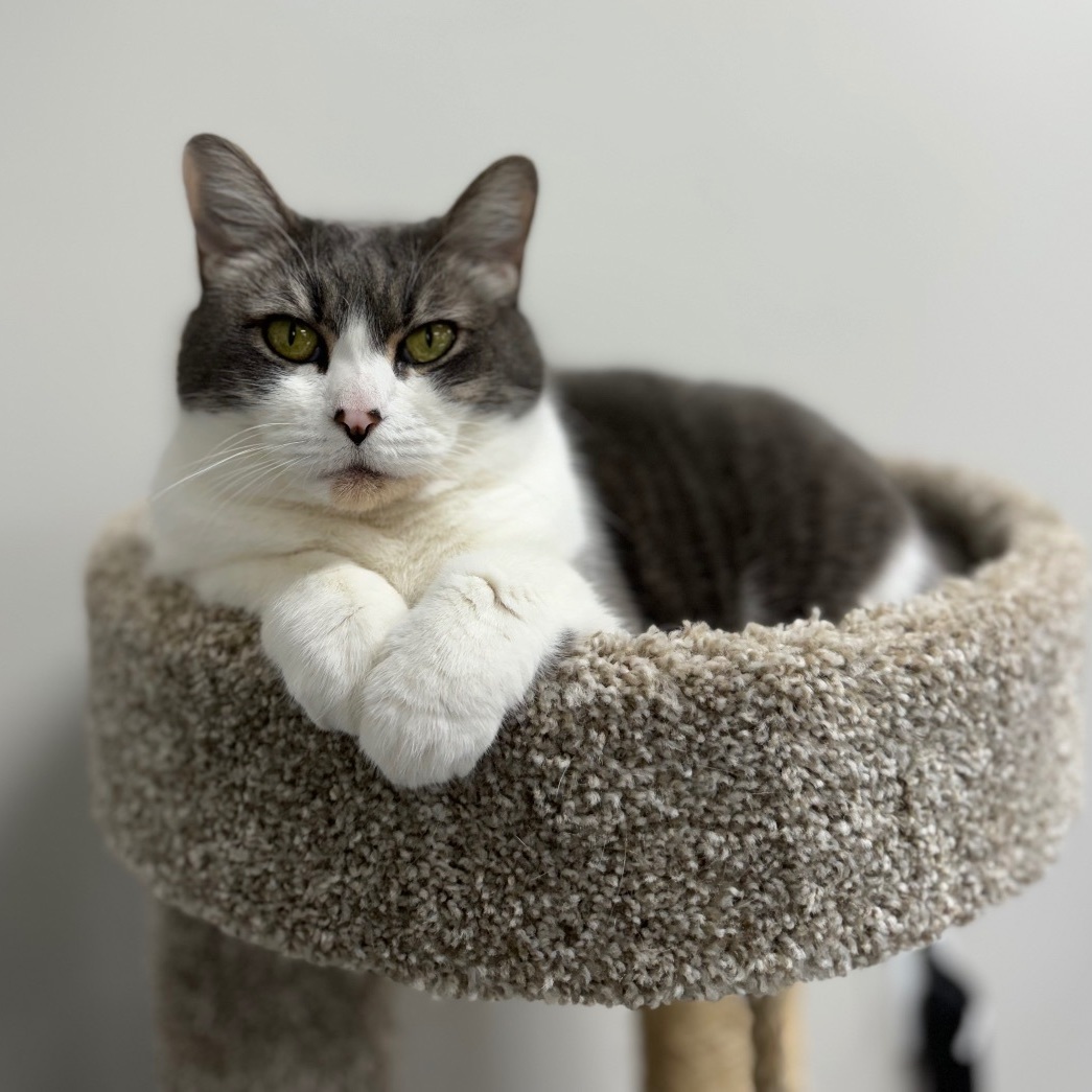 Mickey, a Adoptable mixed breed in Valdosta, GA image 6/6