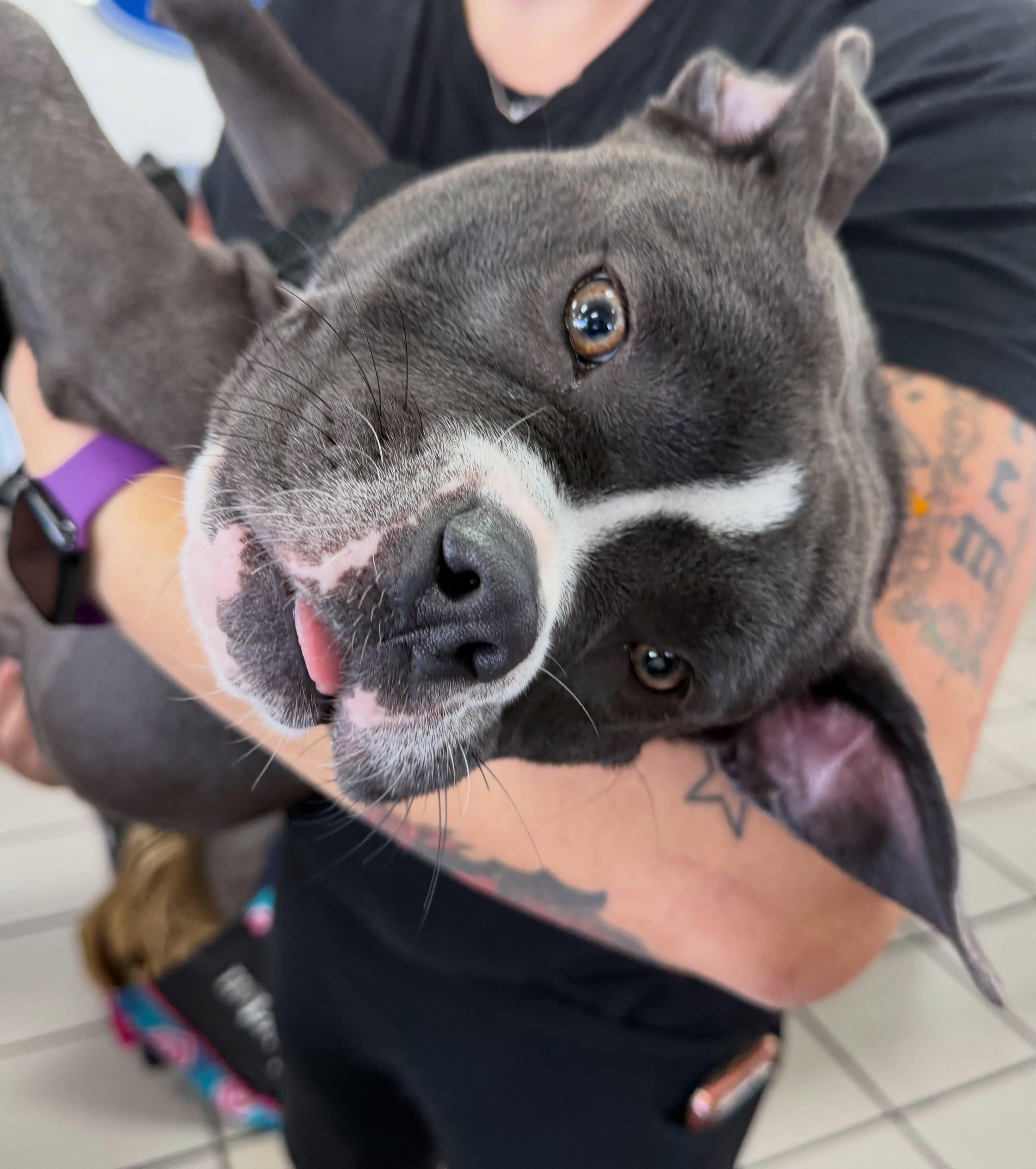 Enlarge Aaliyah, a Adopted American Bully in Las Vegas, NV image 2/6