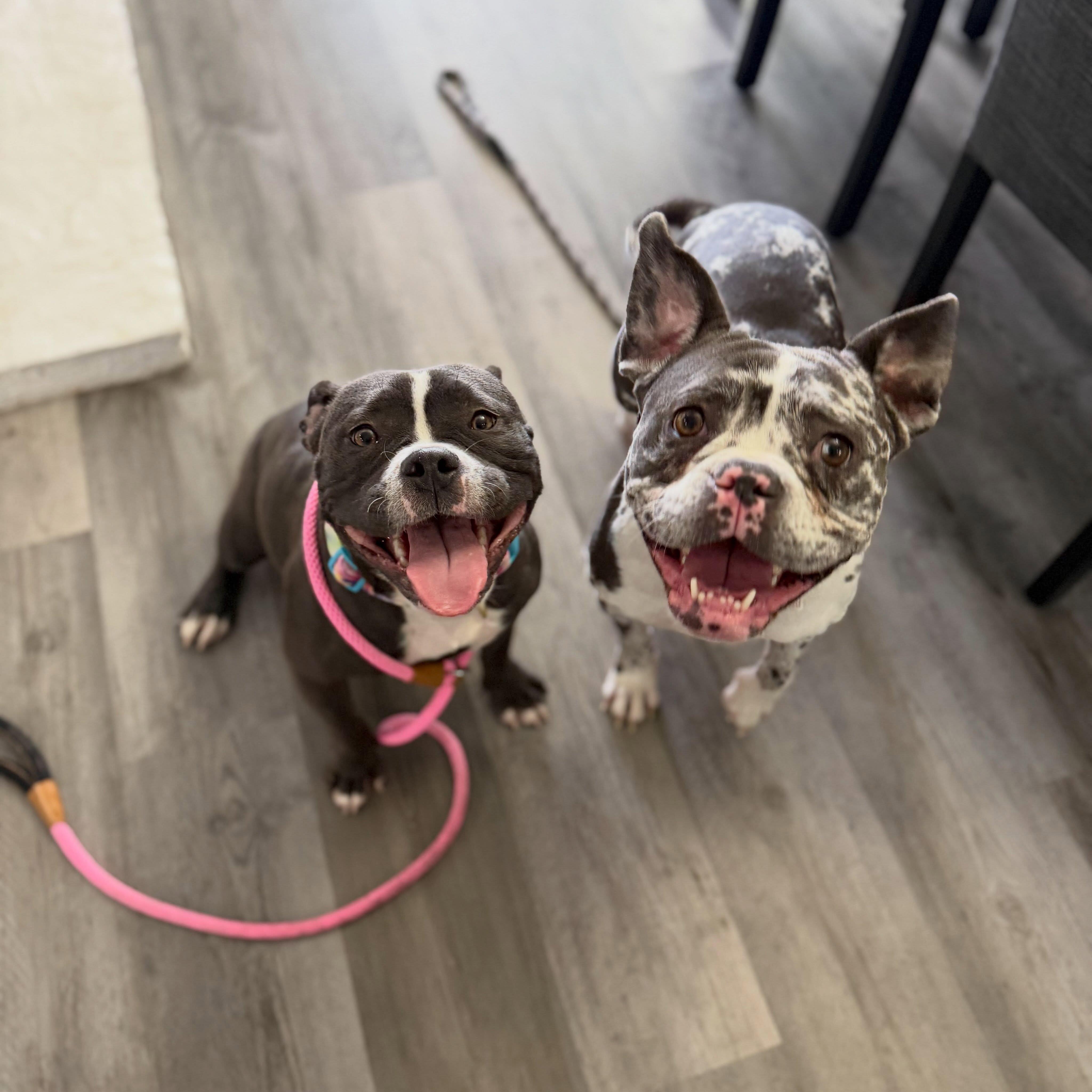 Enlarge Aaliyah, a Adopted American Bully in Las Vegas, NV image 5/6