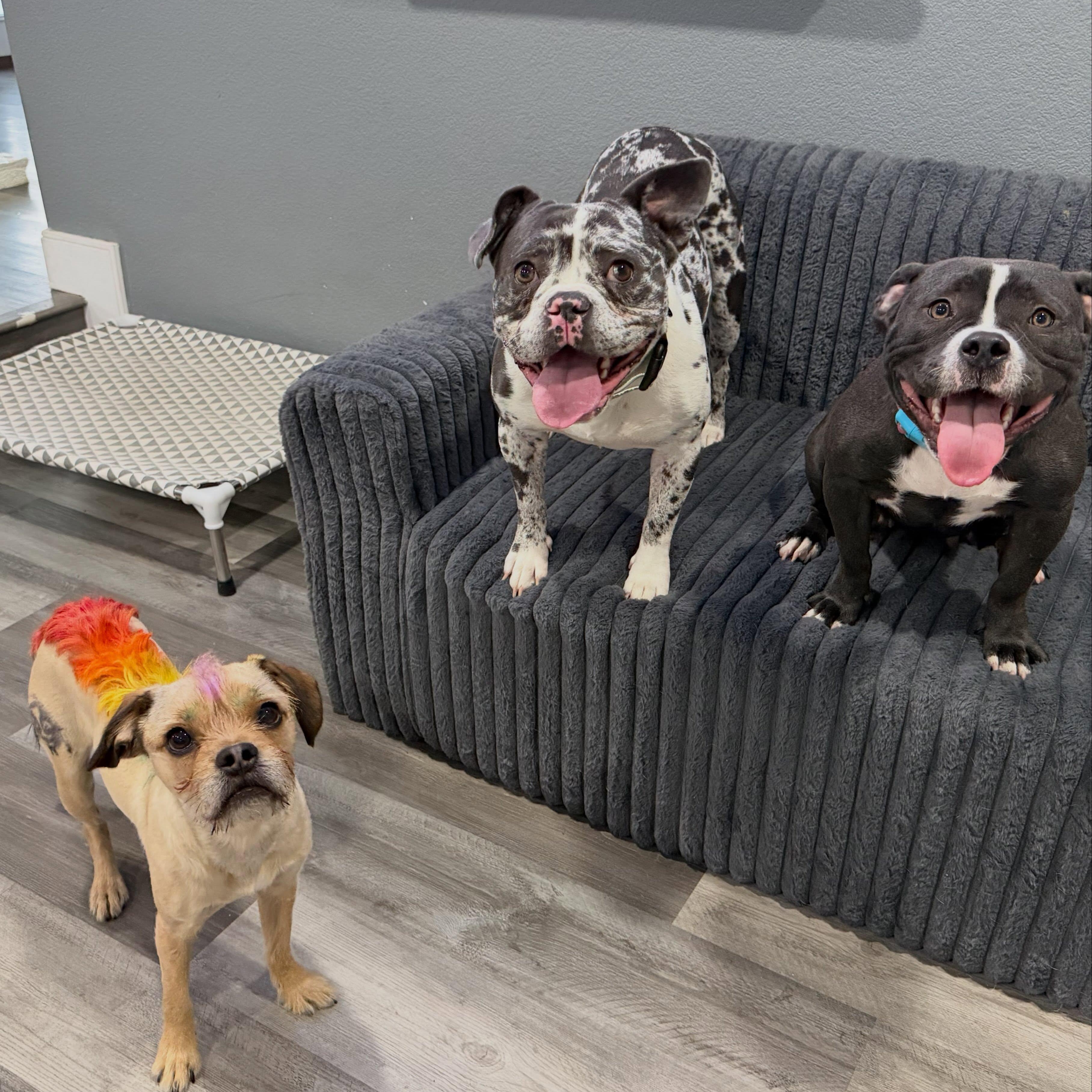 Enlarge Aaliyah, a Adopted American Bully in Las Vegas, NV image 4/6